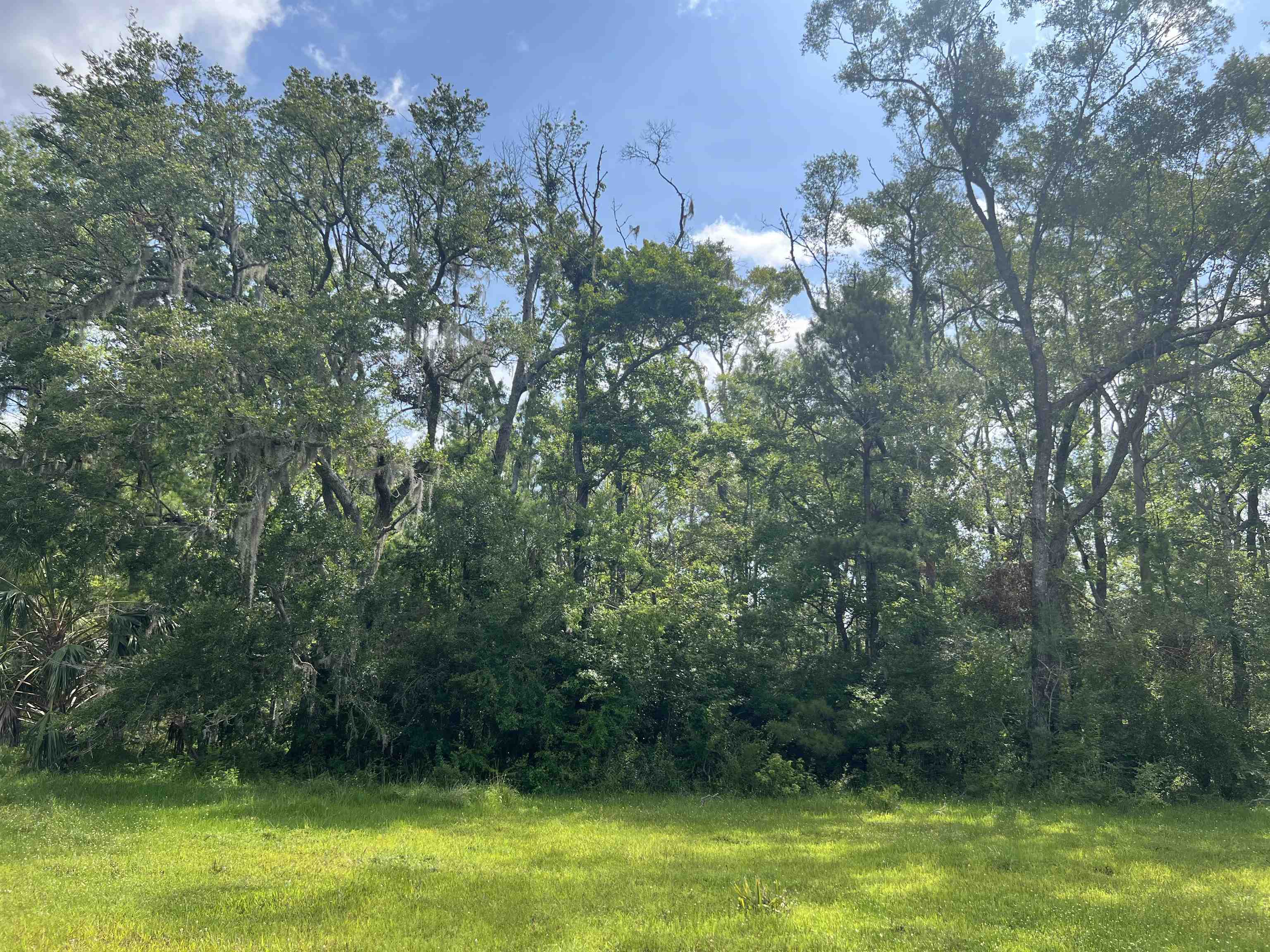 Vacant Woods Creek Road., Perry, Florida image 8