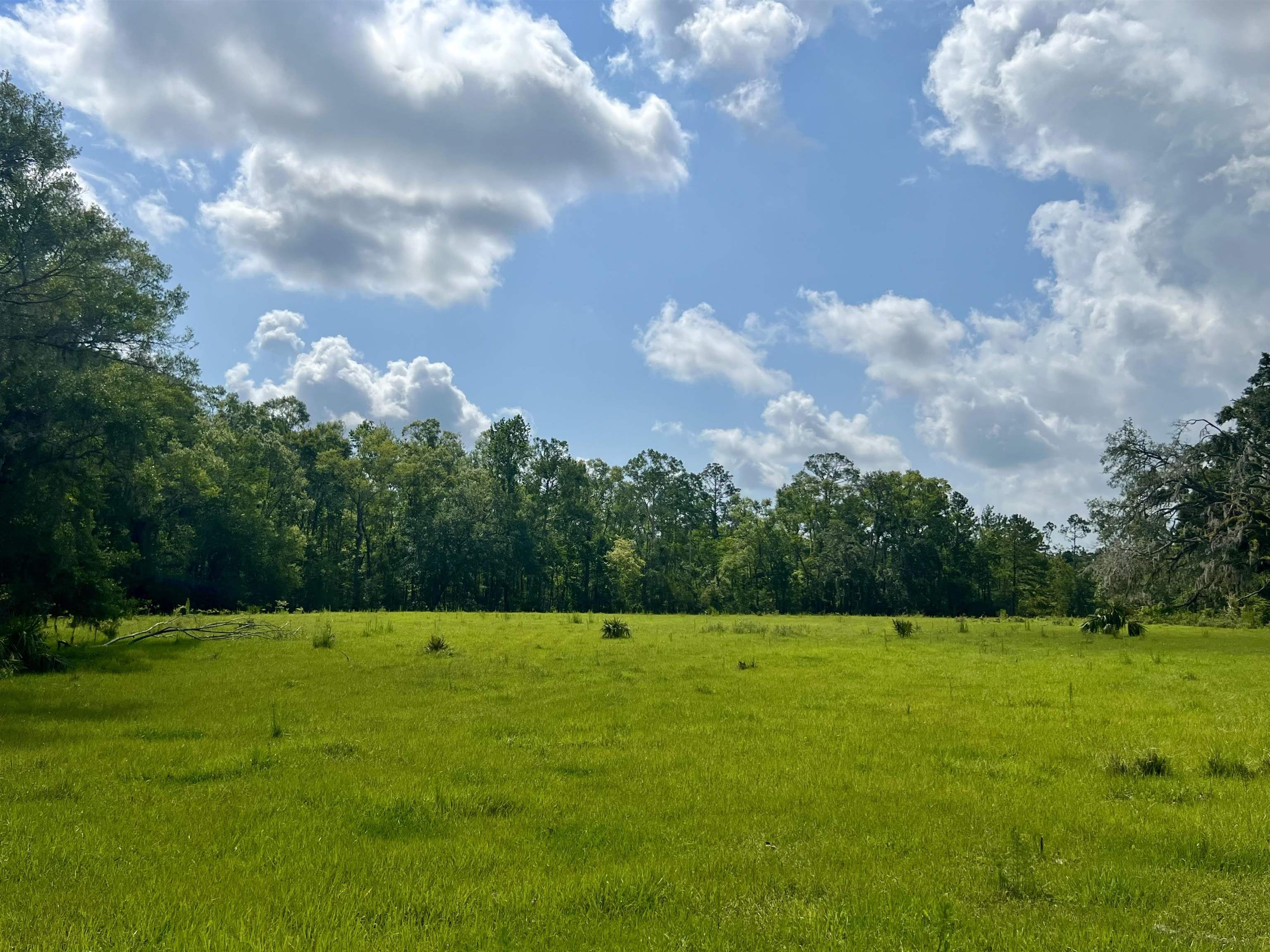 Vacant Woods Creek Road., Perry, Florida image 9