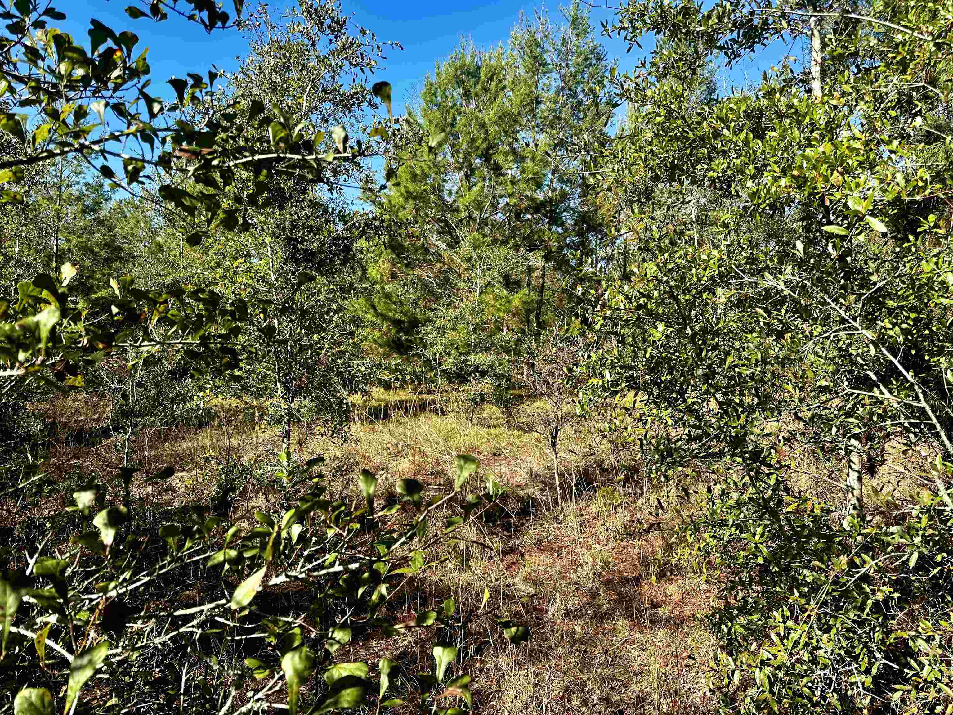 Vacant NE River Trace Trail, Lee, Florida image 1