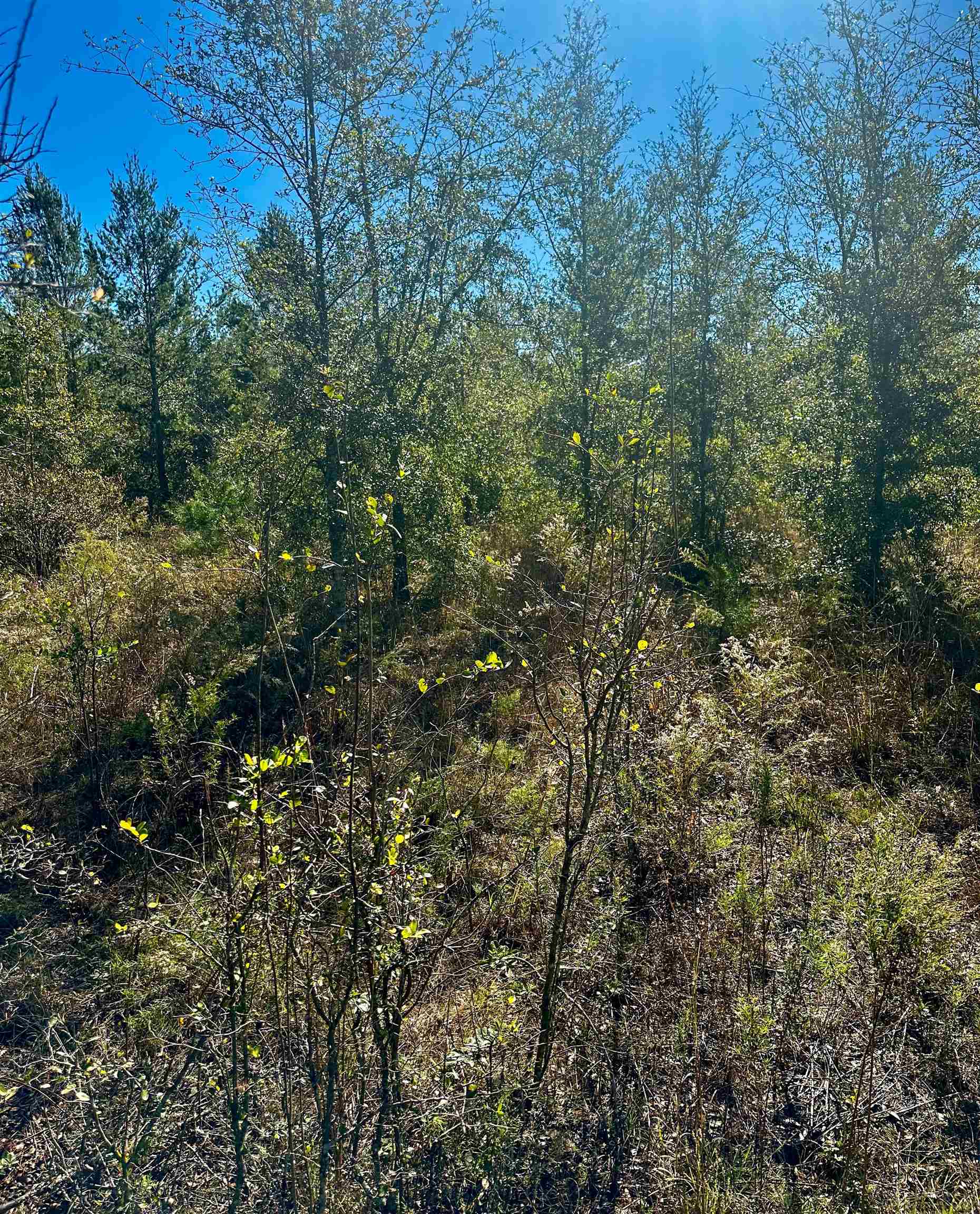 Vacant NE River Trace Trail, Lee, Florida image 2