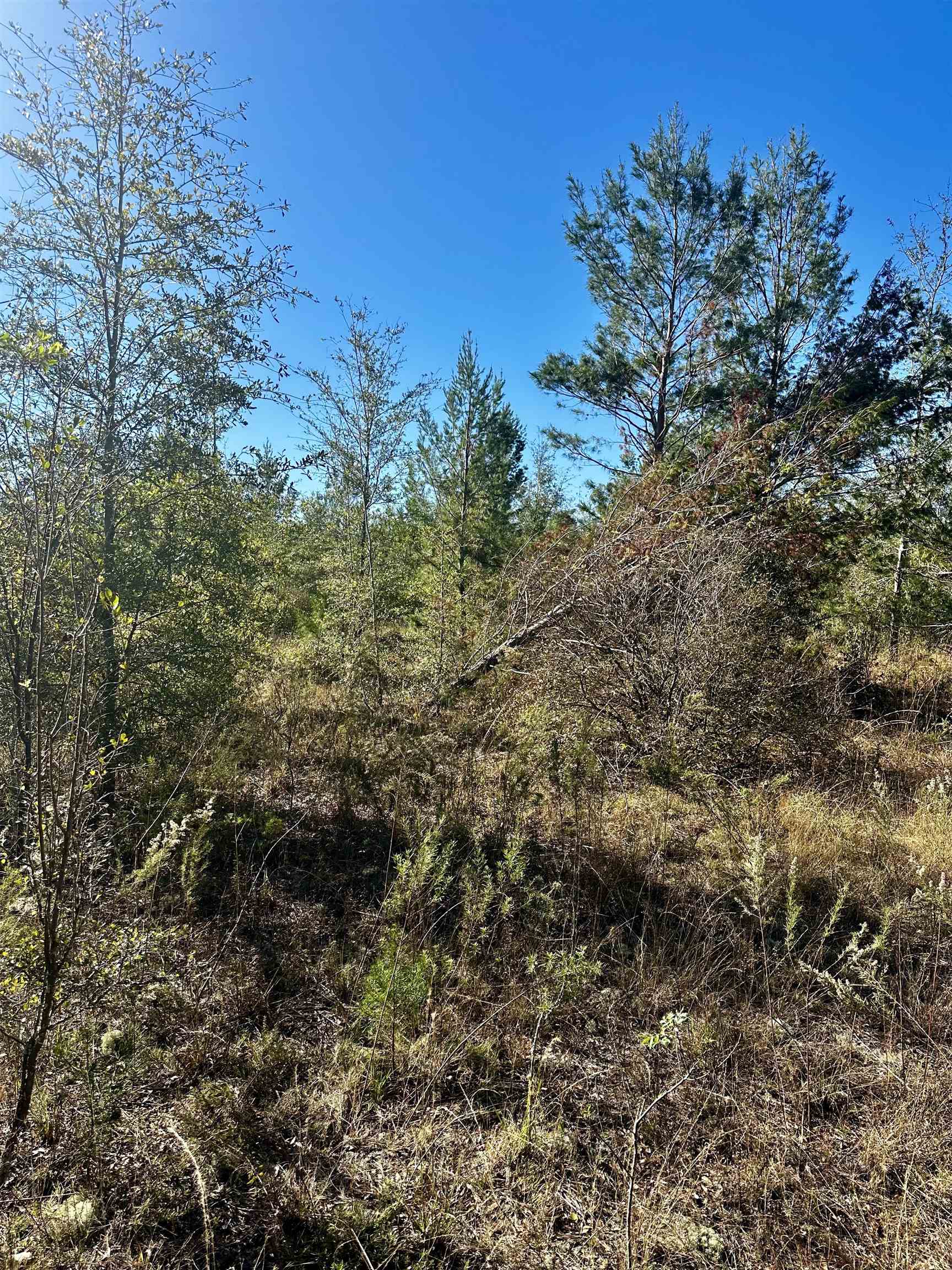 Vacant NE River Trace Trail, Lee, Florida image 3