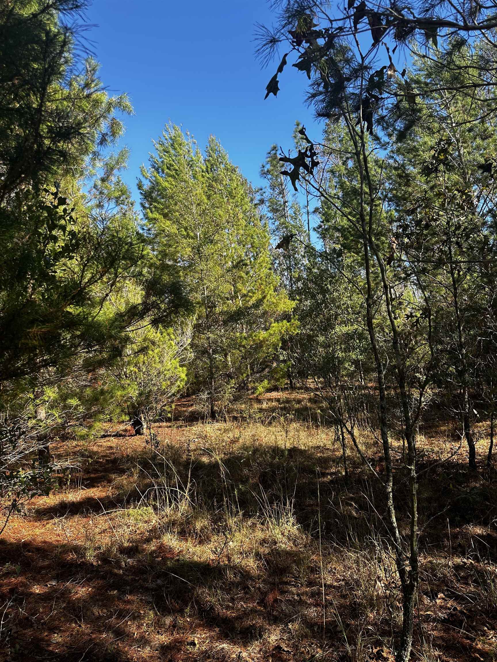 Vacant NE River Trace Trail, Lee, Florida image 5