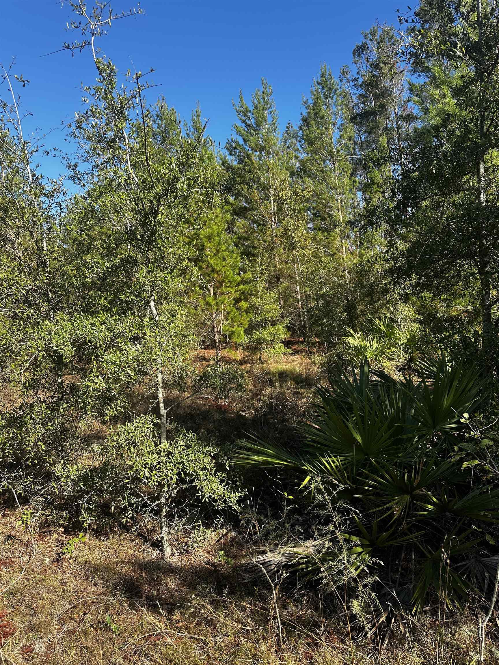 Vacant NE River Trace Trail, Lee, Florida image 7