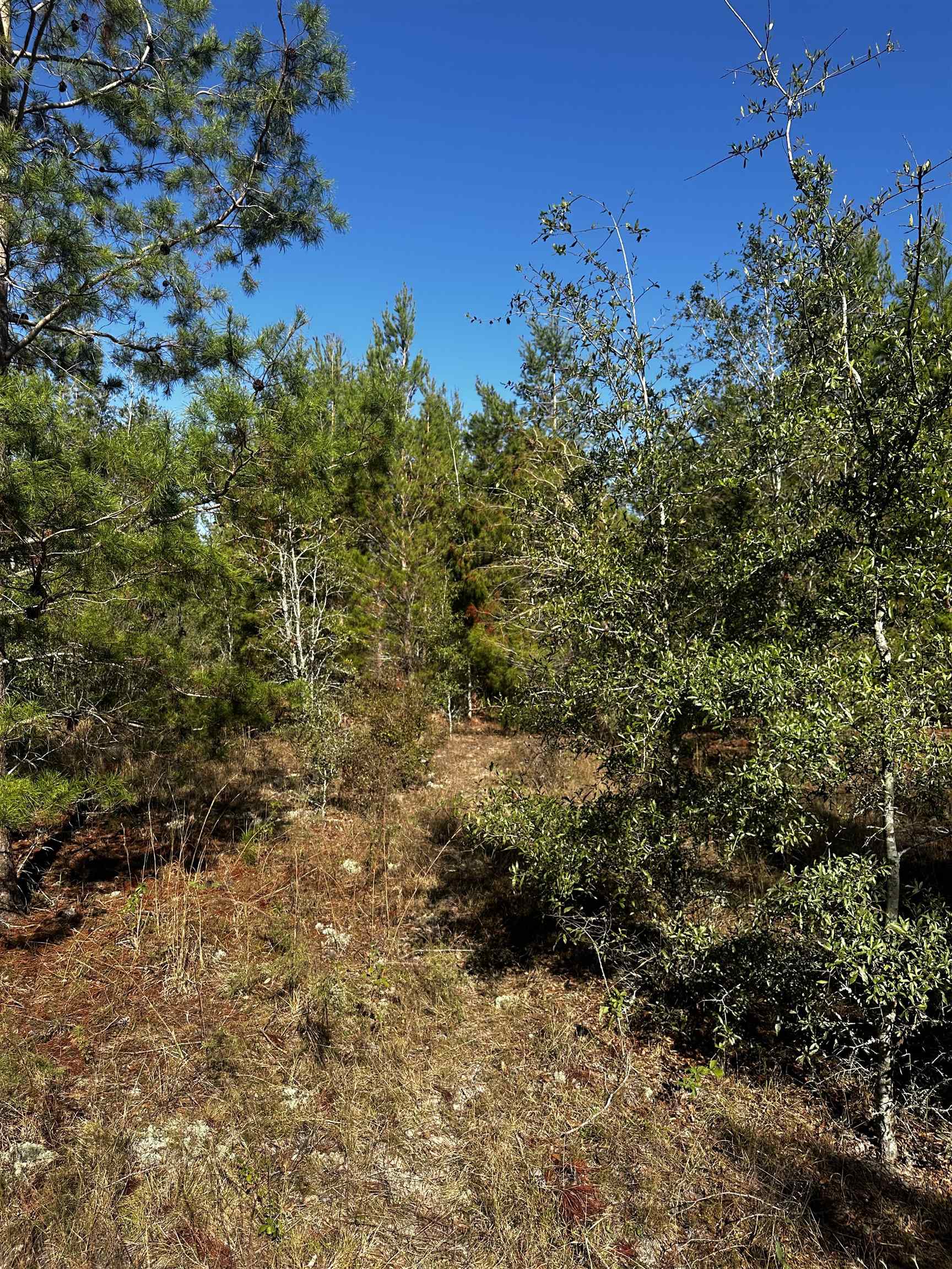 Vacant NE River Trace Trail, Lee, Florida image 8