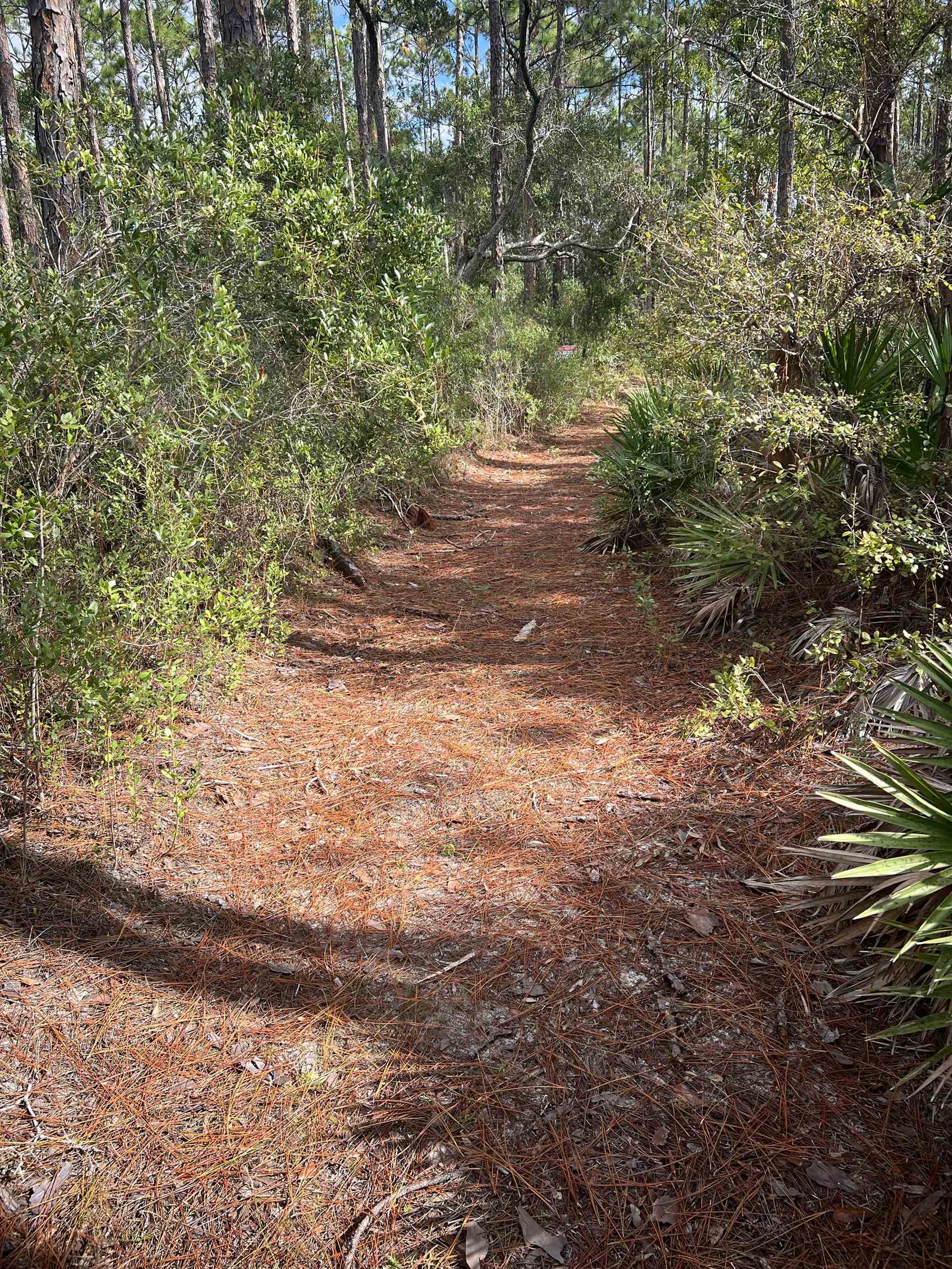 Whiteford Way #LOT 54, Panacea, Florida image 7