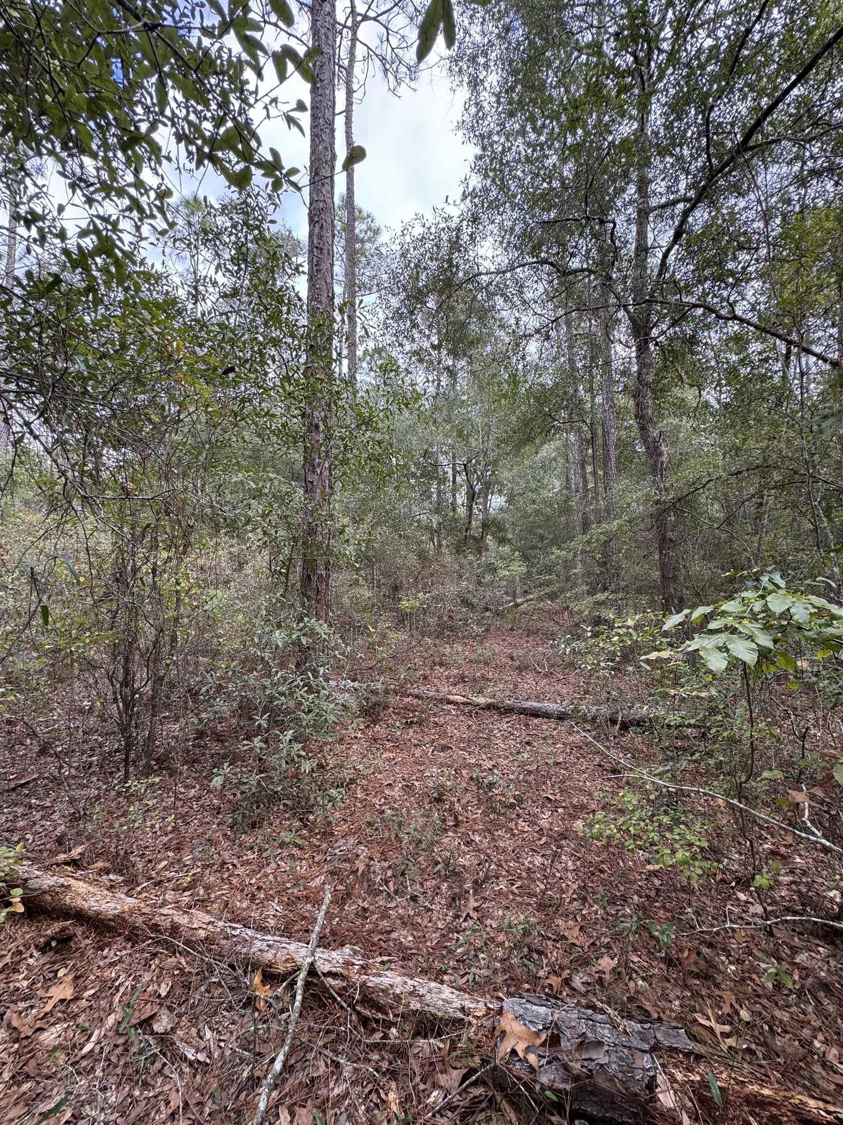 Blountstown Highway, Tallahassee, Florida image 8