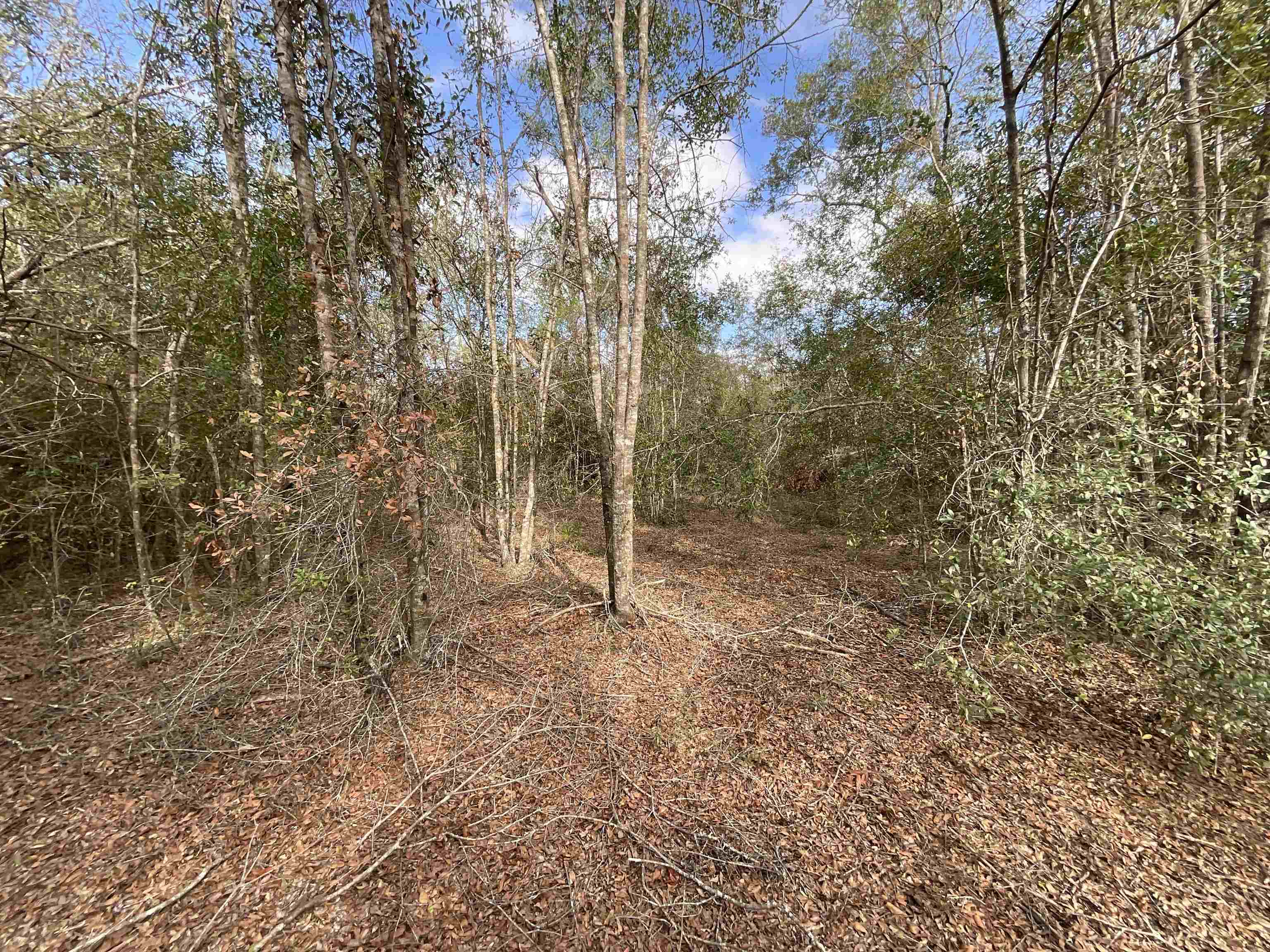 Vacant SE Trading Post Loop, Lee, Florida image 10