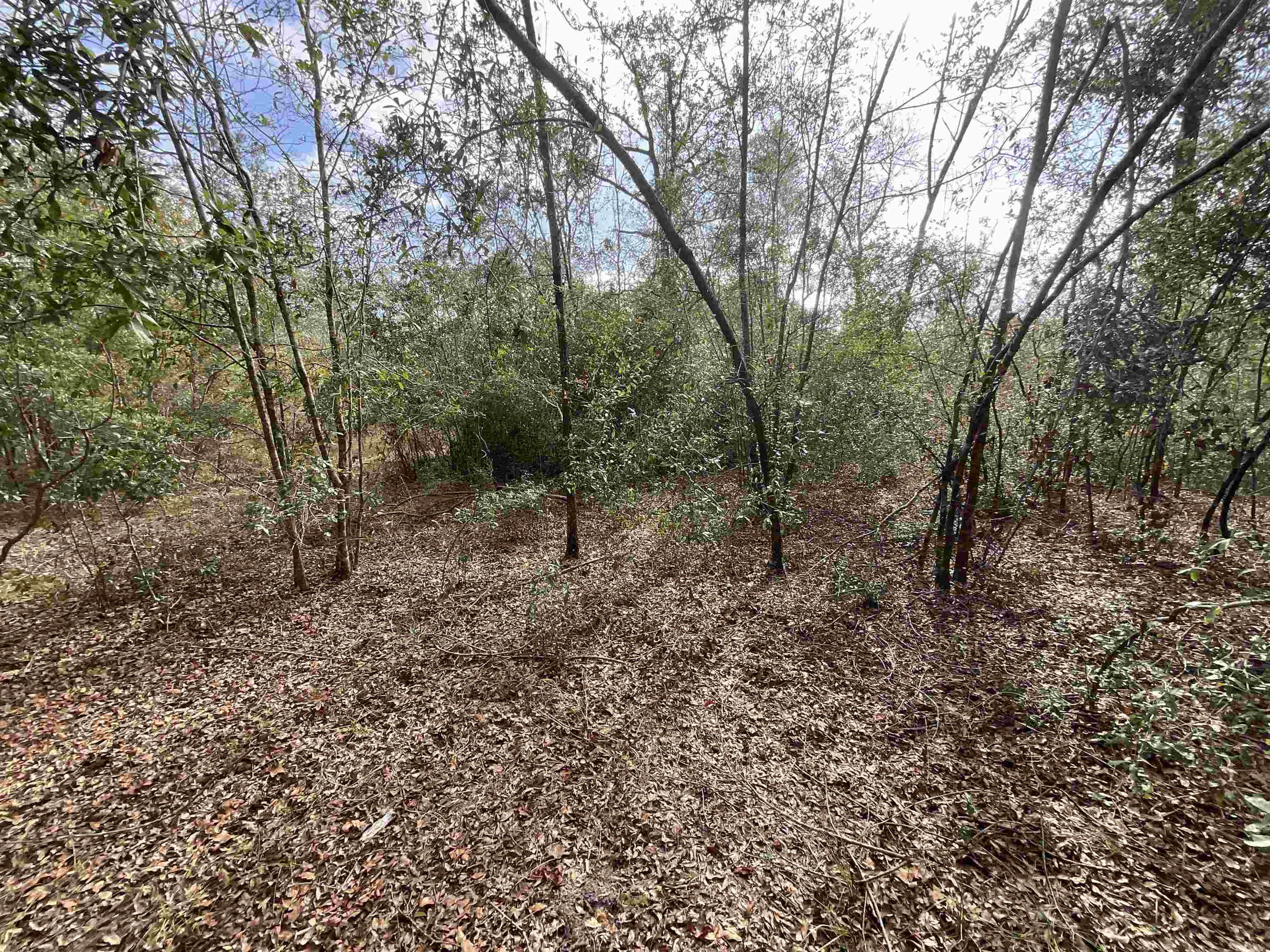 Vacant SE Trading Post Loop, Lee, Florida image 15
