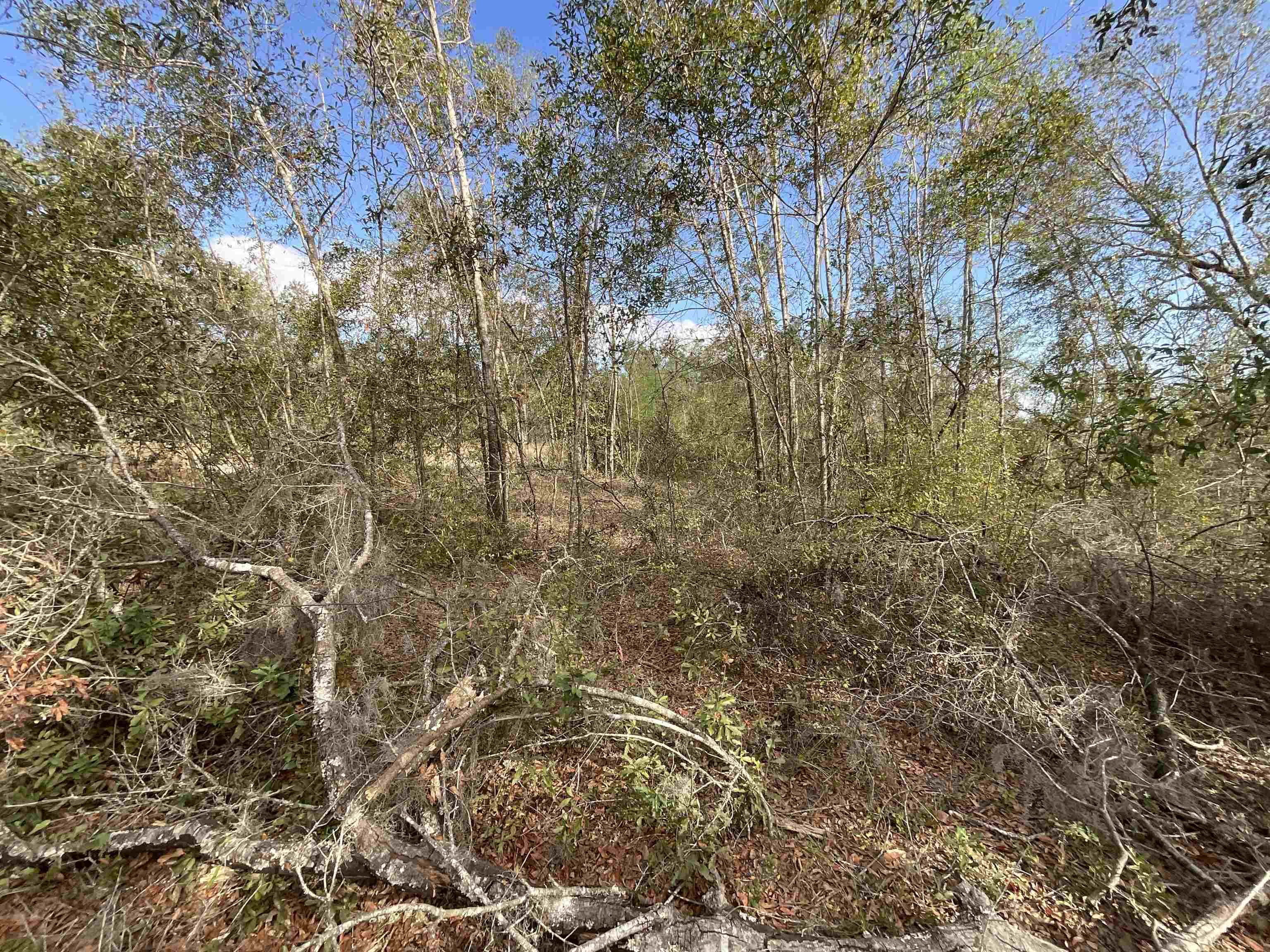 Vacant SE Trading Post Loop, Lee, Florida image 29