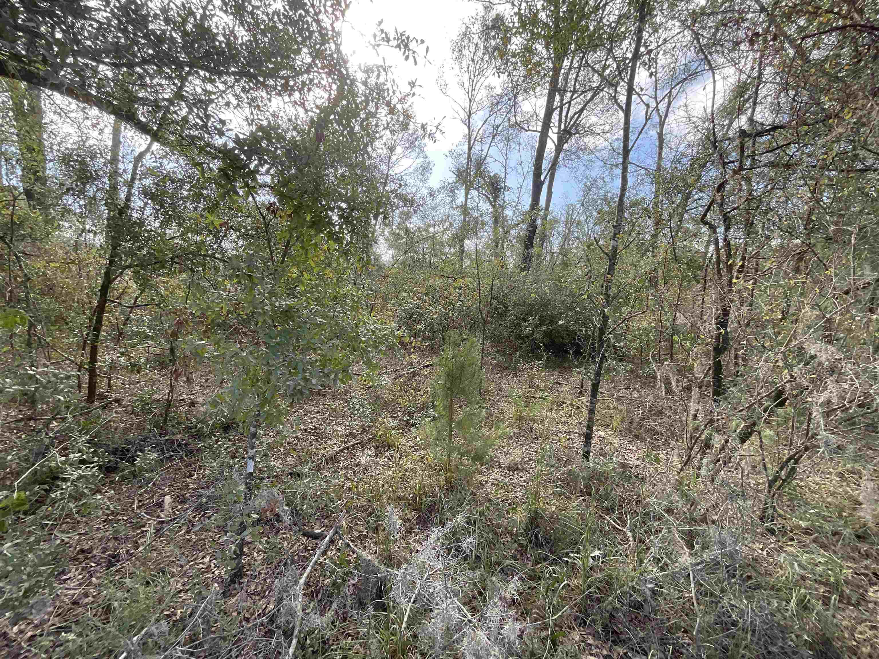 Vacant SE Trading Post Loop, Lee, Florida image 32