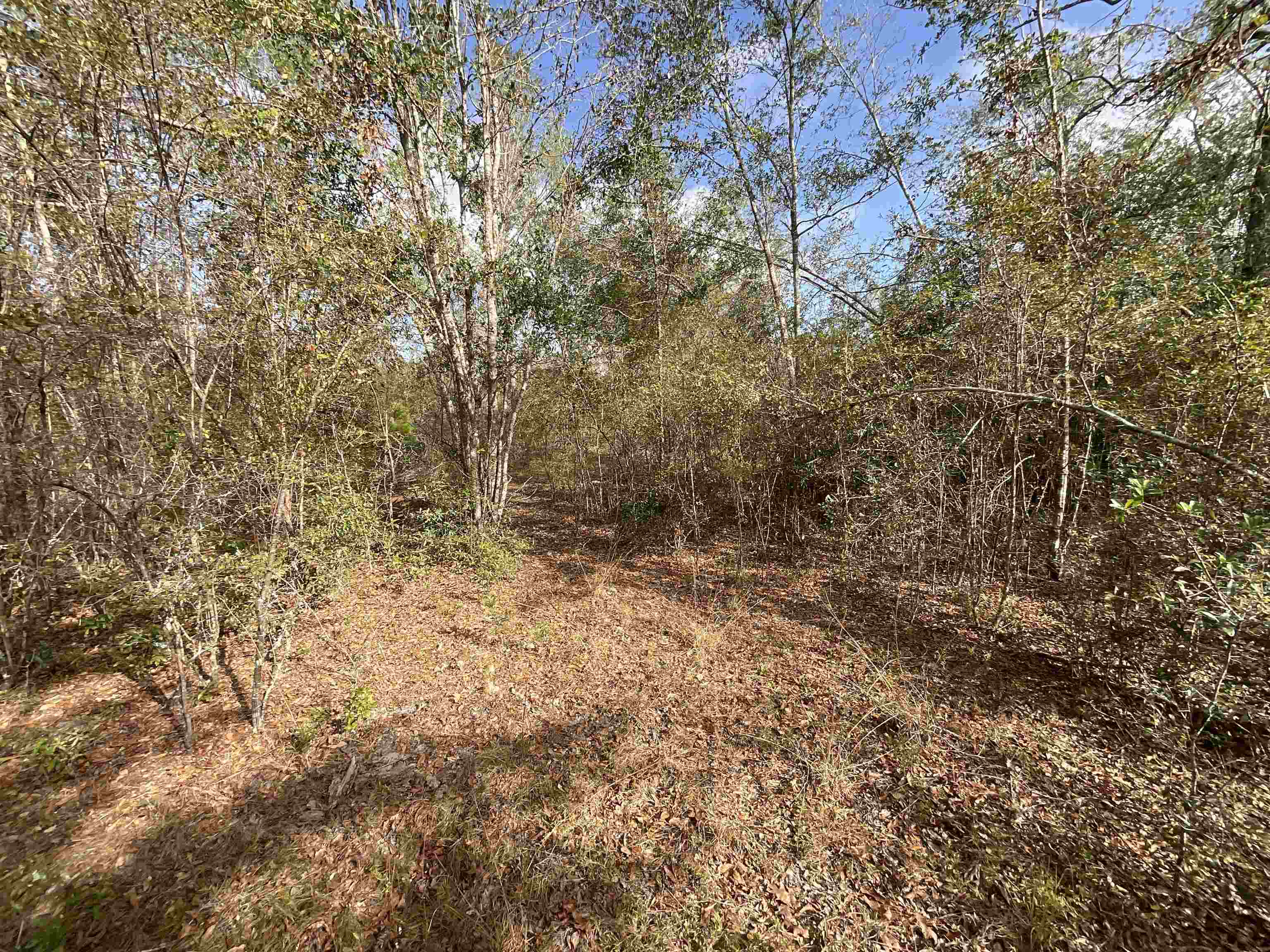 Vacant SE Trading Post Loop, Lee, Florida image 9