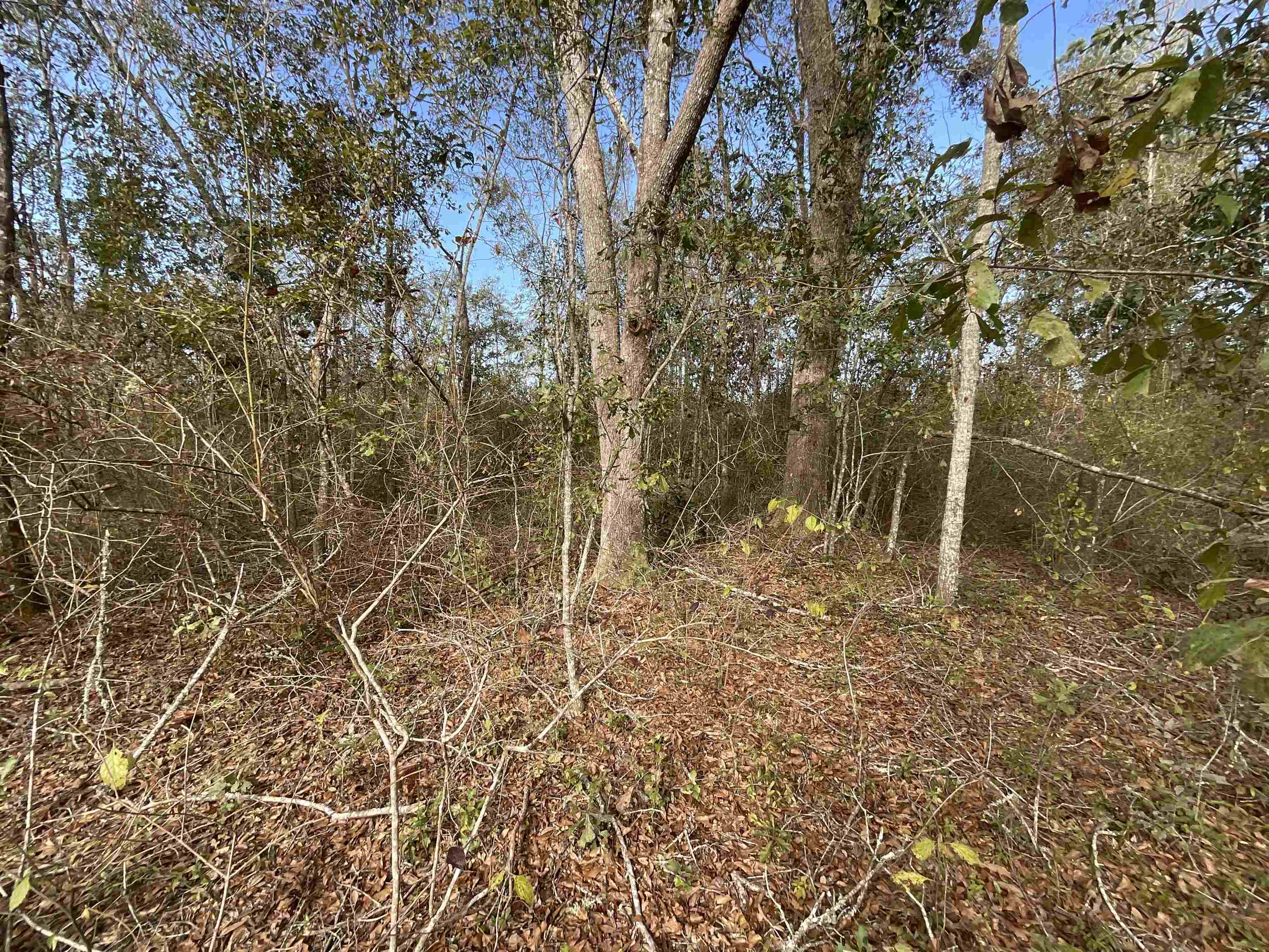 Vacant SW Moseley Hall Road, Lee, Florida image 14