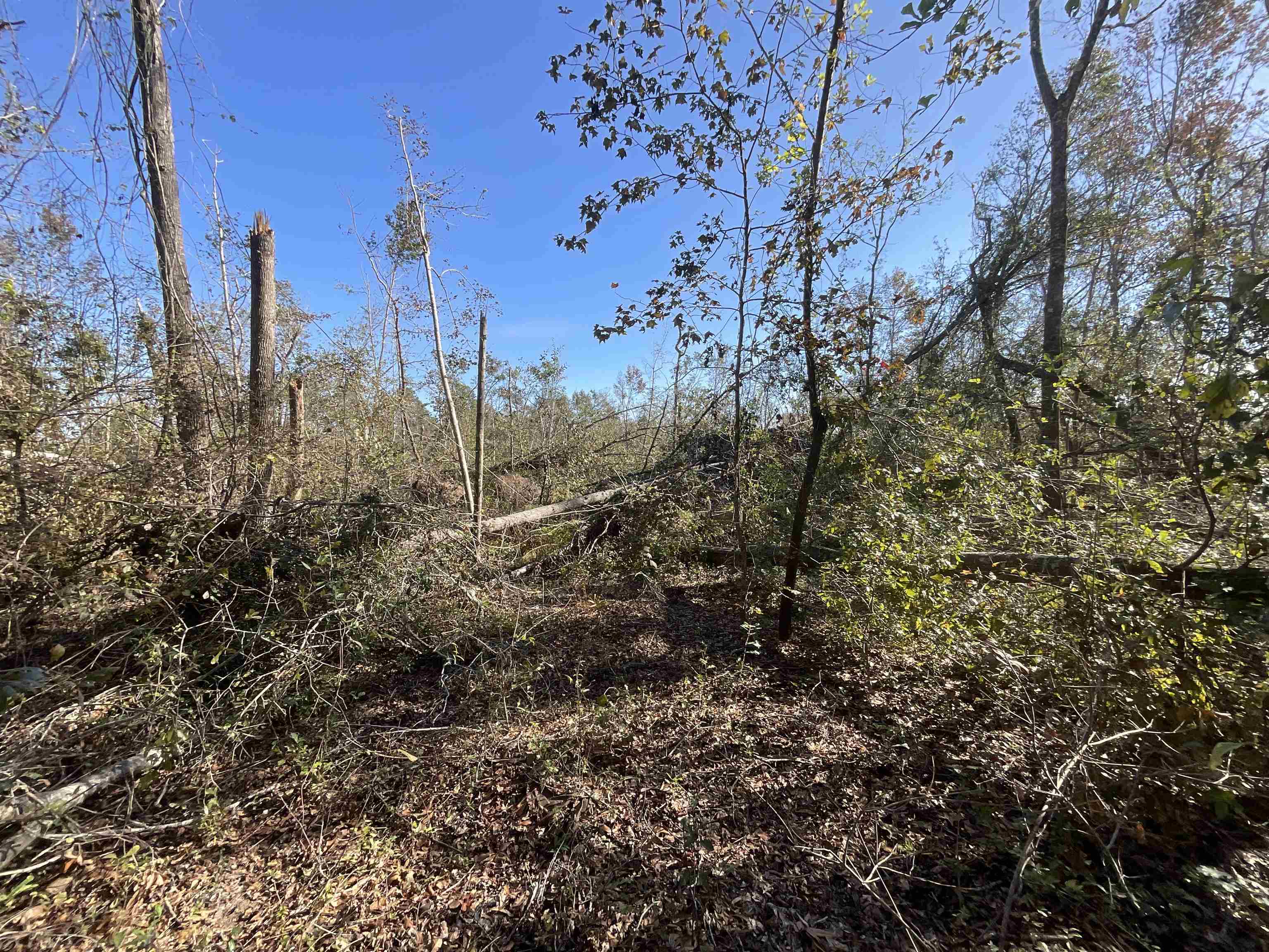 Vacant SW Moseley Hall Road, Lee, Florida image 16