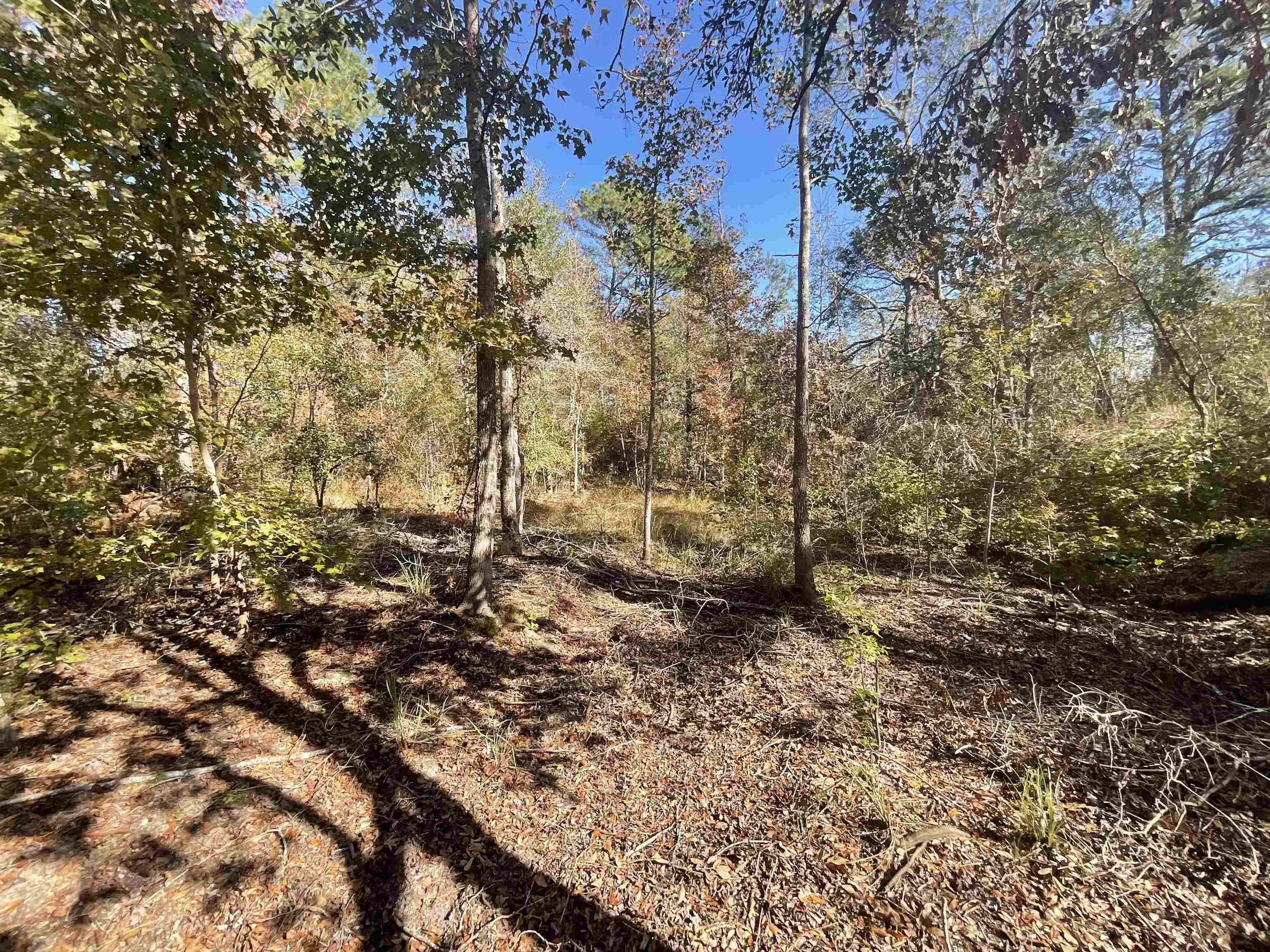 Vacant SW Moseley Hall Road, Lee, Florida image 17