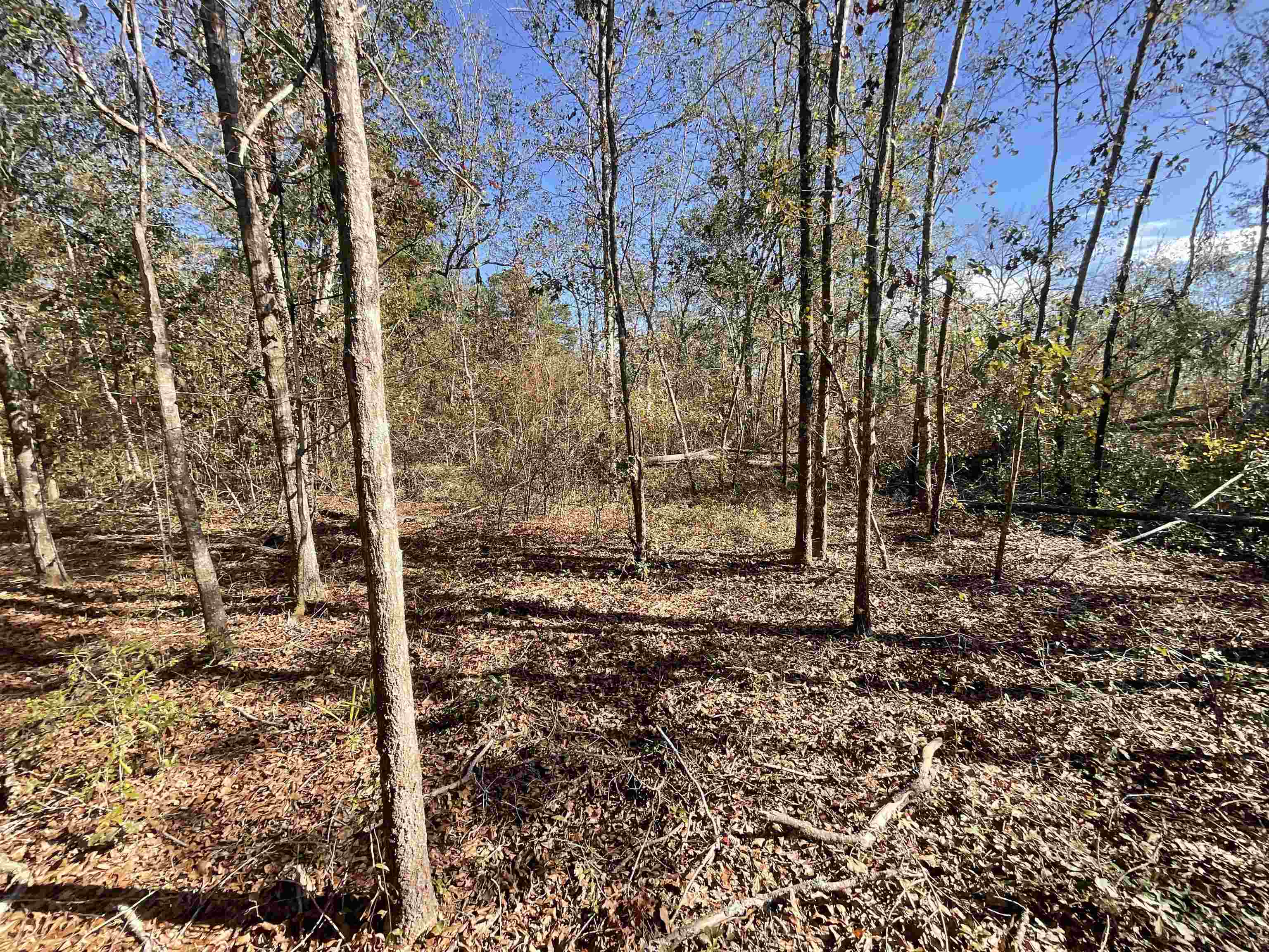 Vacant SW Moseley Hall Road, Lee, Florida image 18