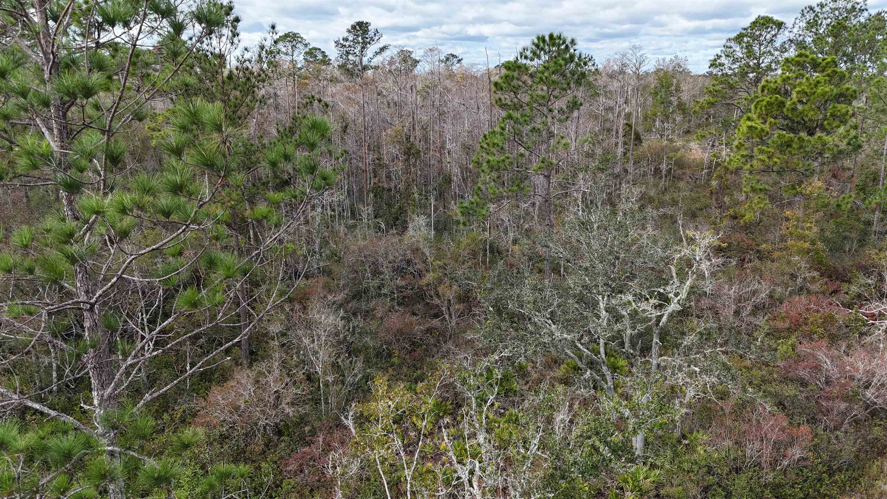 Vacant SW Moseley Hall Road, Lee, Florida image 39