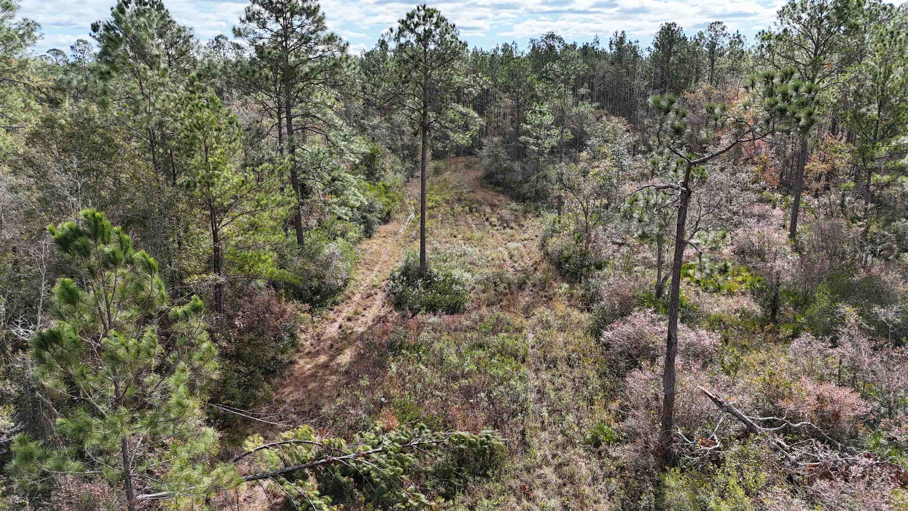 Vacant SW Moseley Hall Road, Lee, Florida image 7