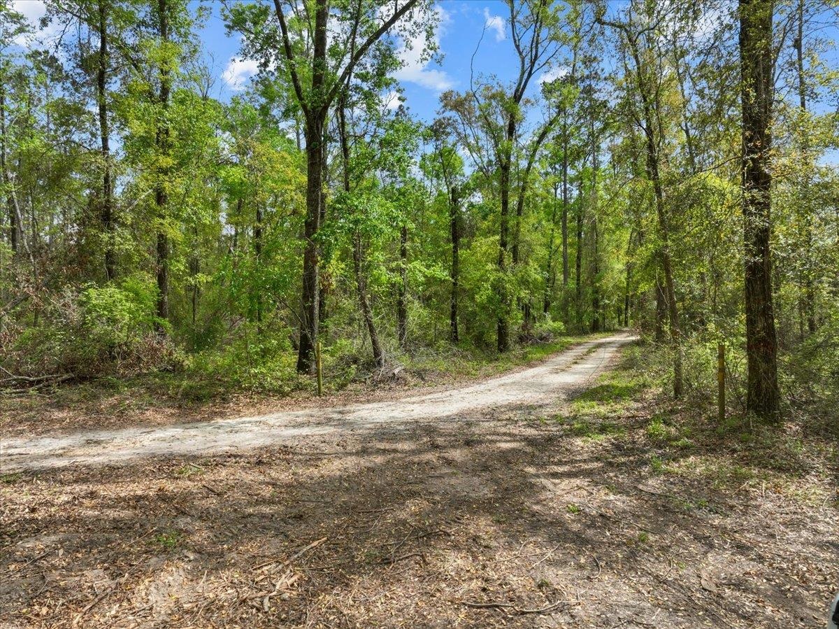 NW Jennings Bluff Road, Jasper, Florida image 5