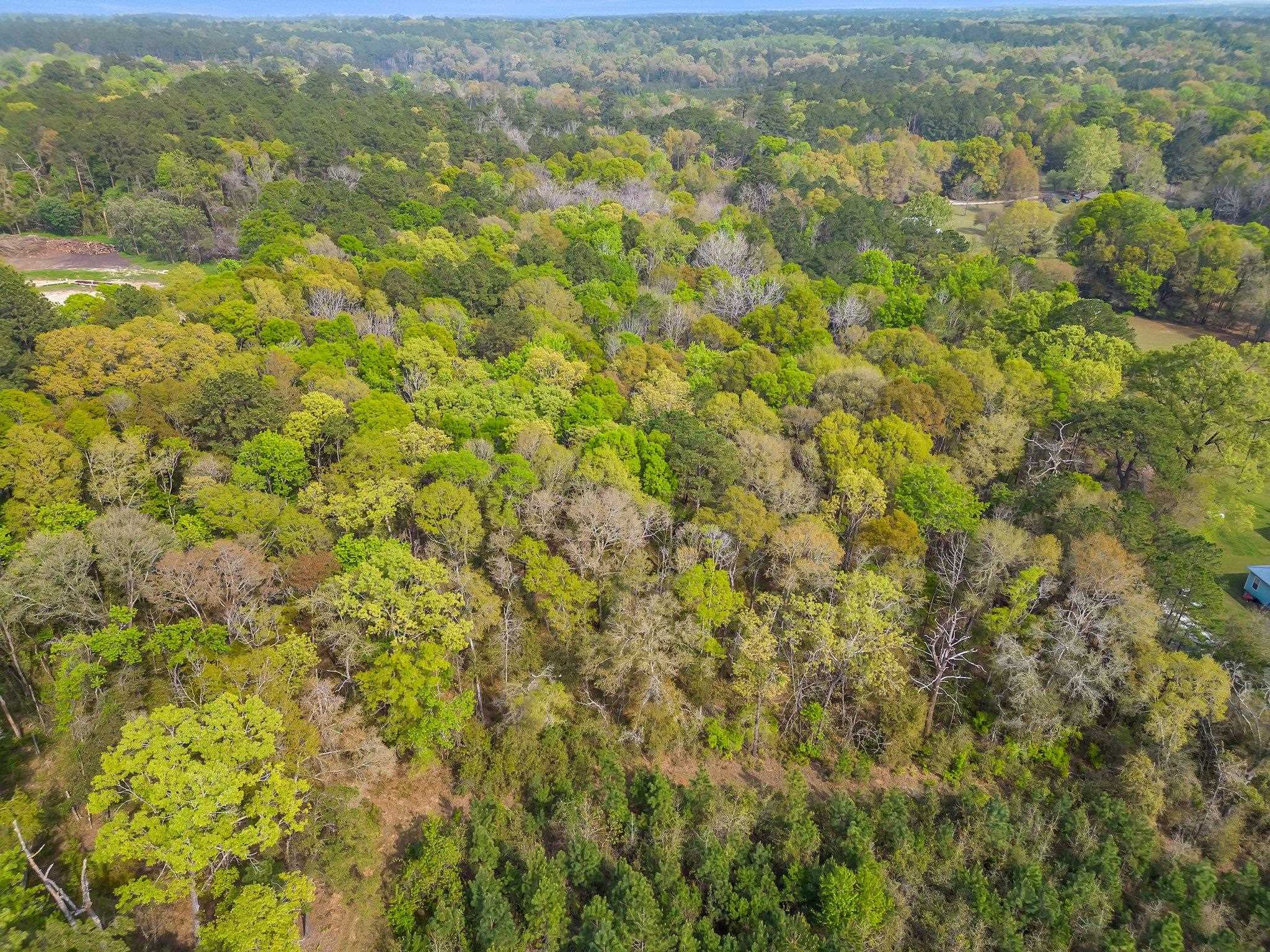 Wiley Road, Tallahassee, Florida image 5