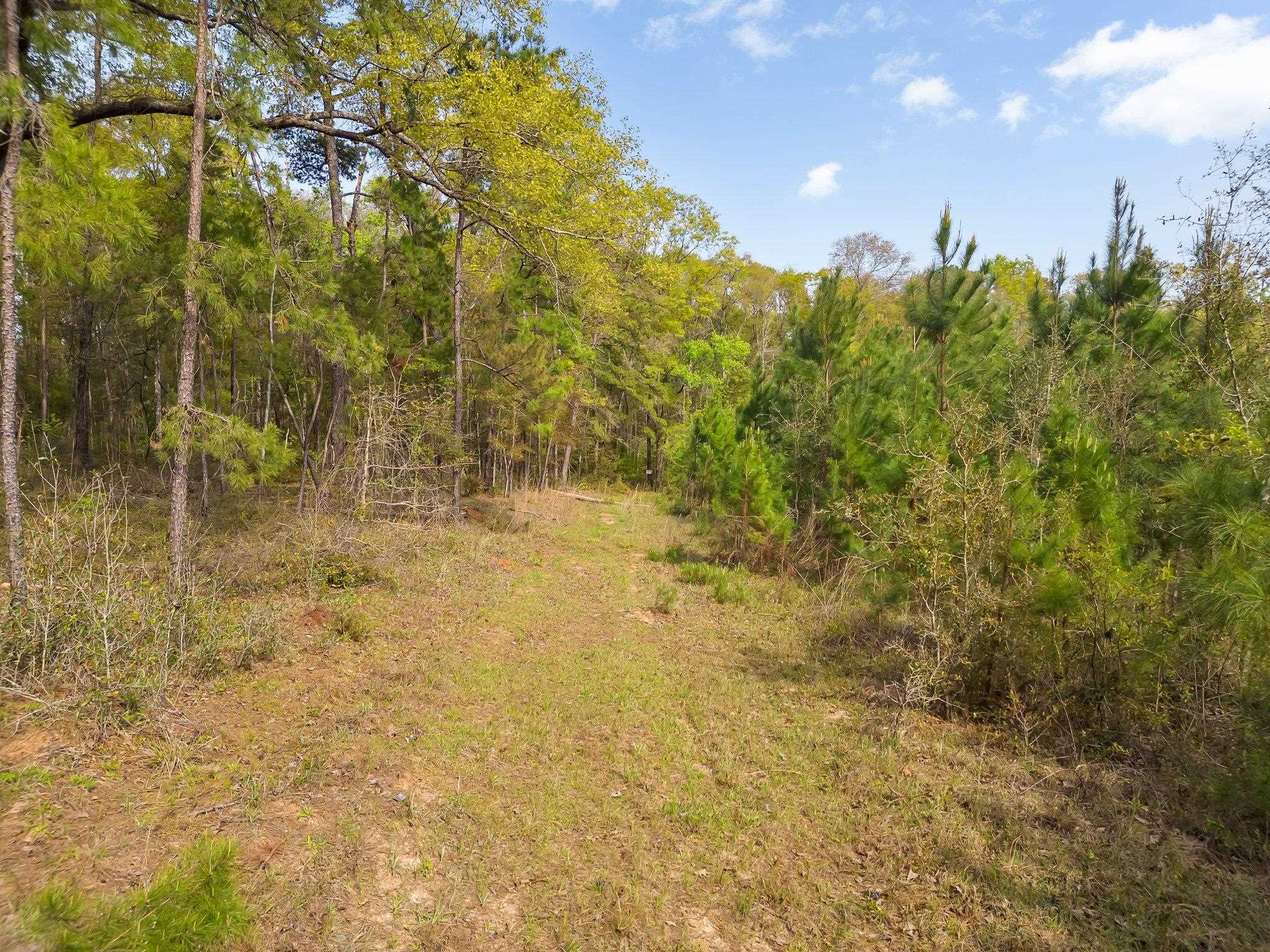 Wiley Road, Tallahassee, Florida image 8