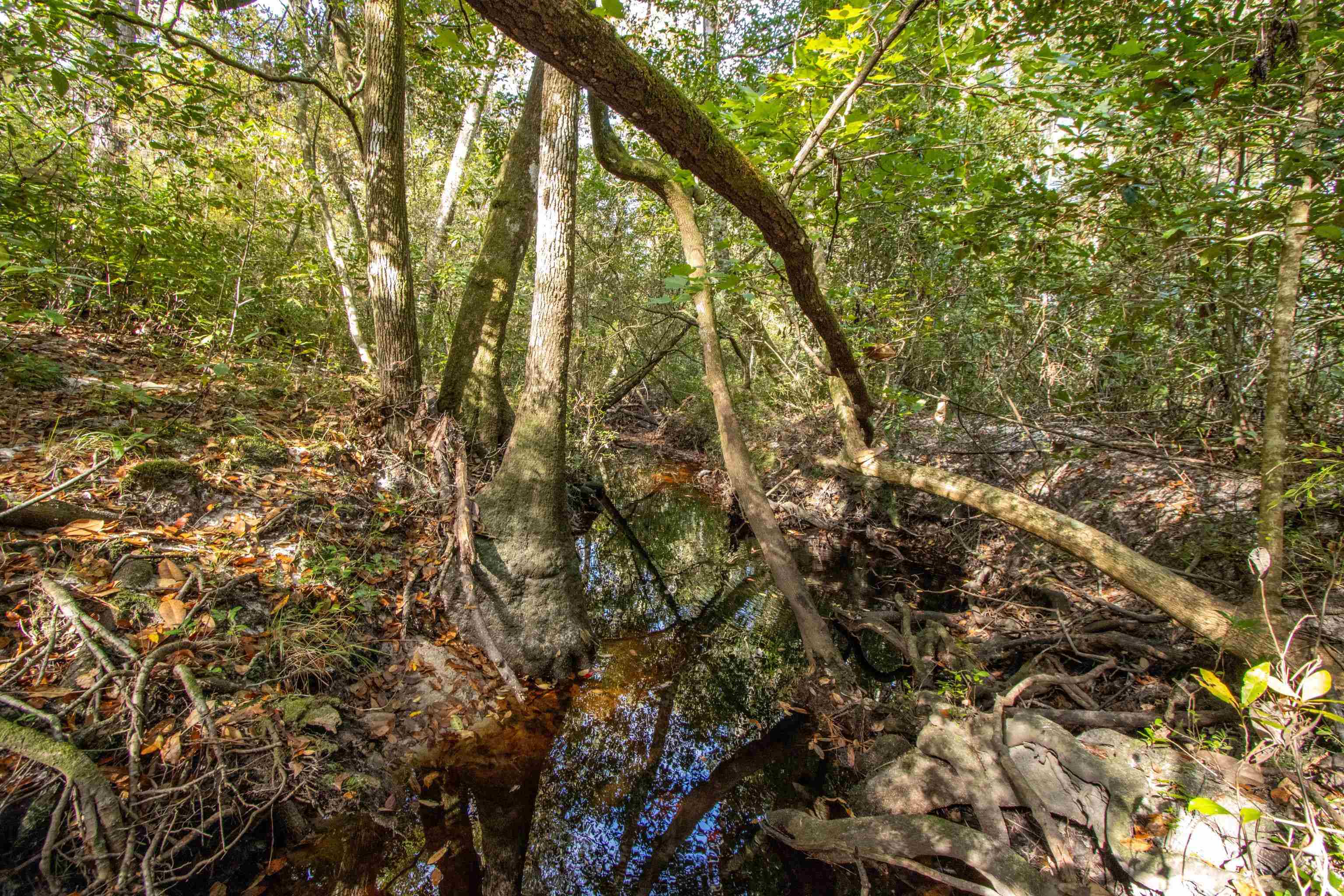 001 Hwy 20, Hosford, Florida image 3