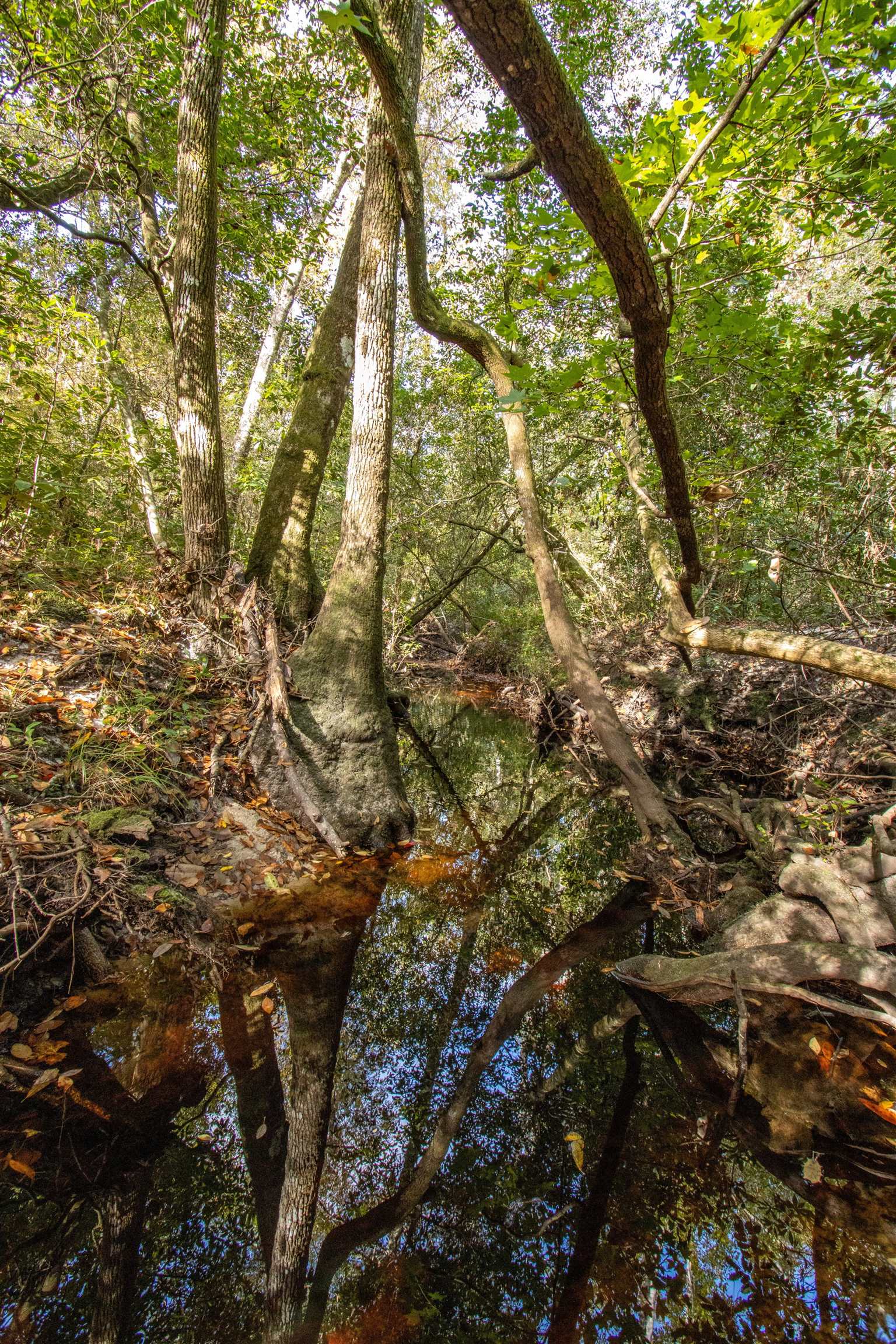 001 Hwy 20, Hosford, Florida image 38