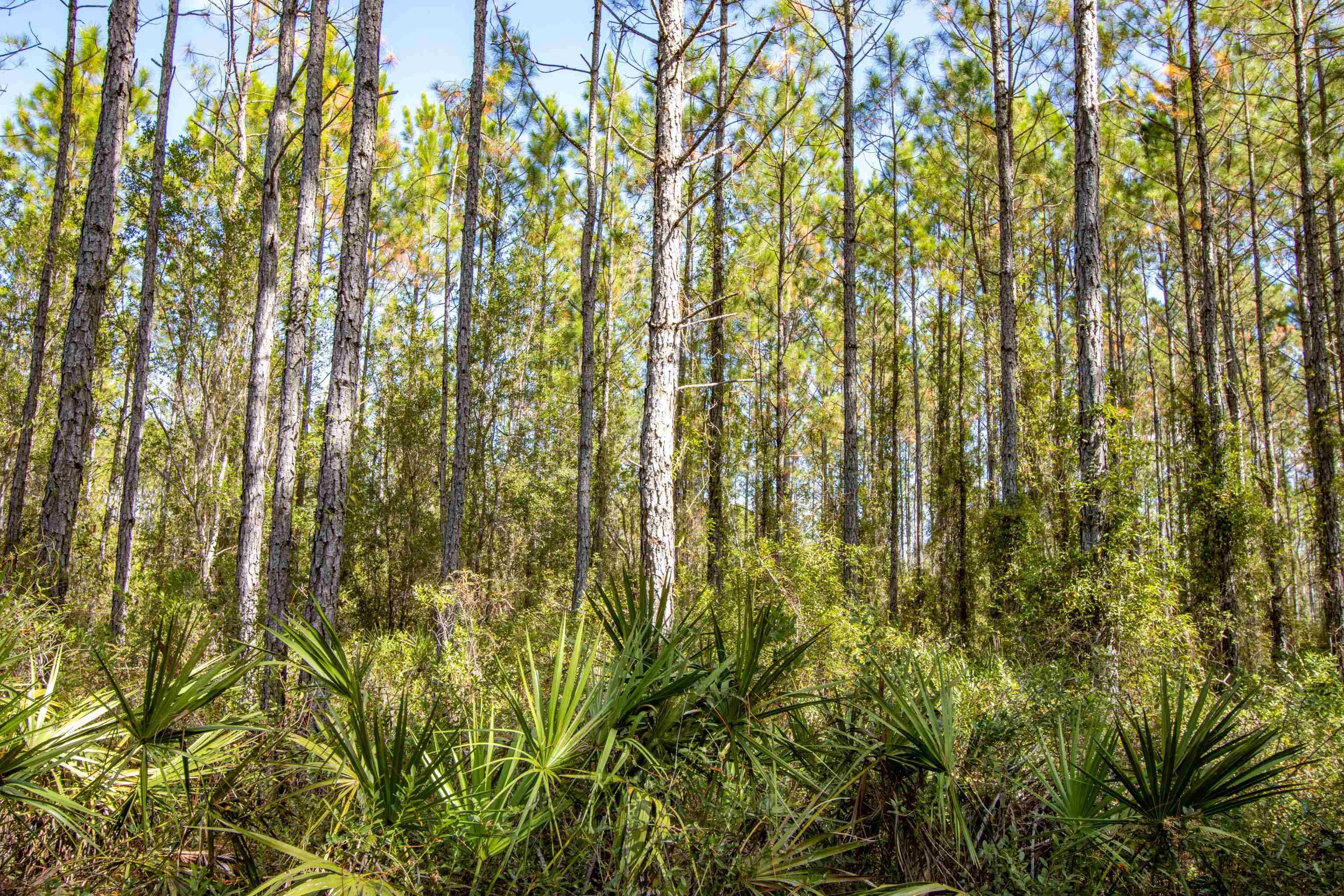 001 Hwy 20, Hosford, Florida image 39