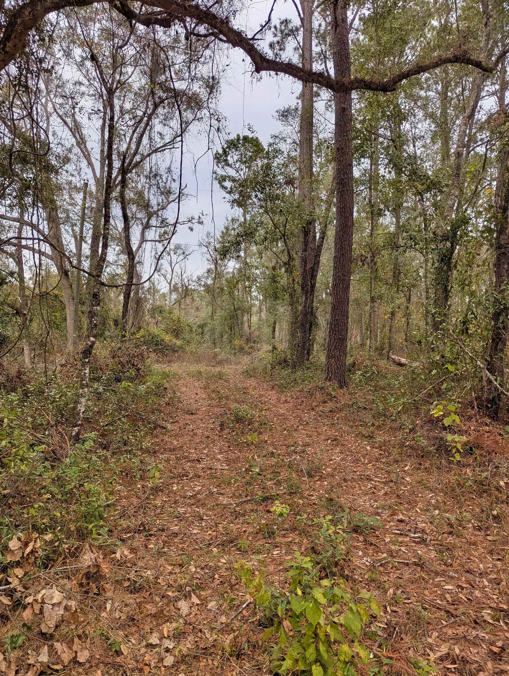 NW Radford Denson Road, Greenville, Florida image 3