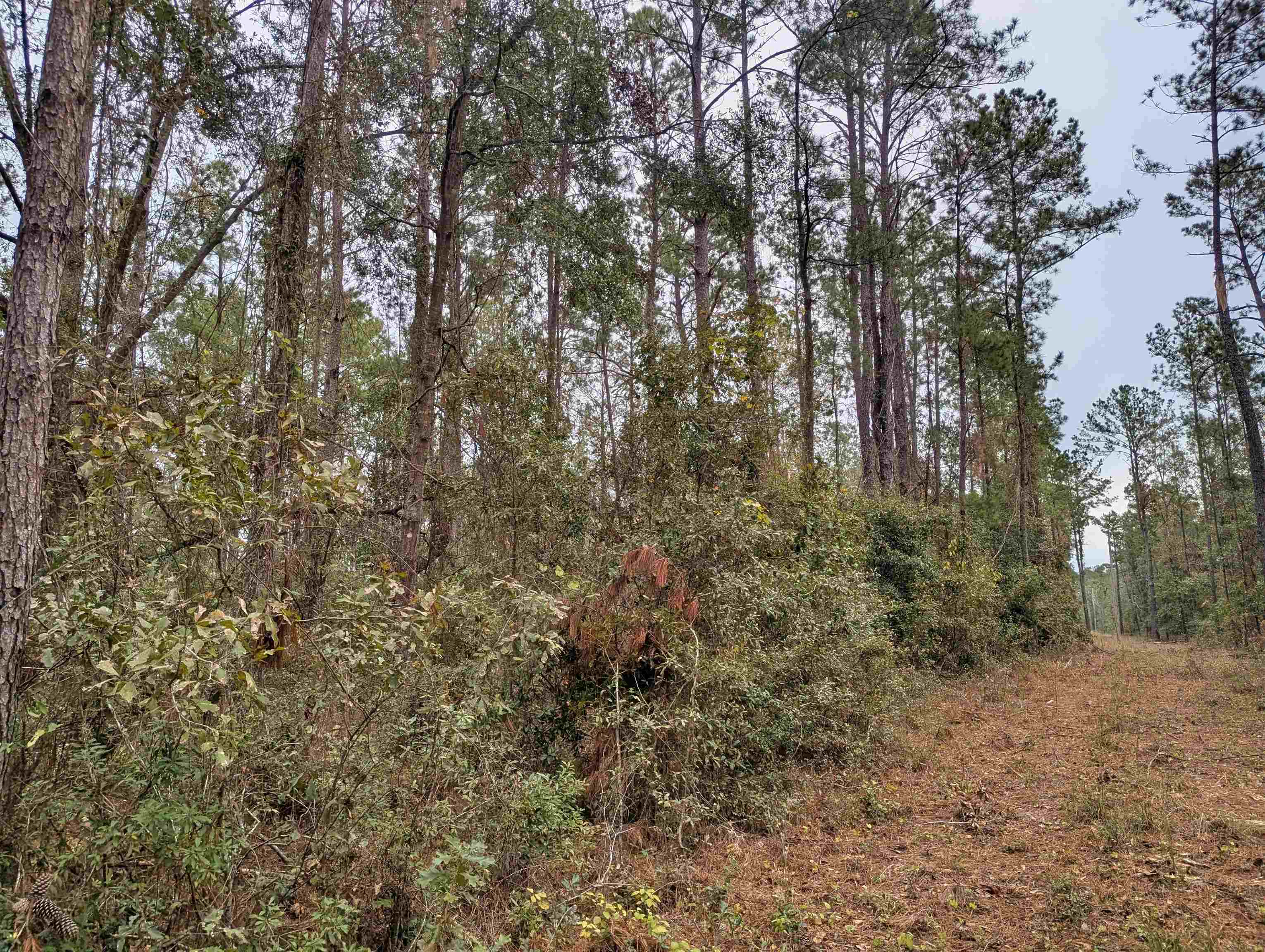 NW Radford Denson Road, Greenville, Florida image 8