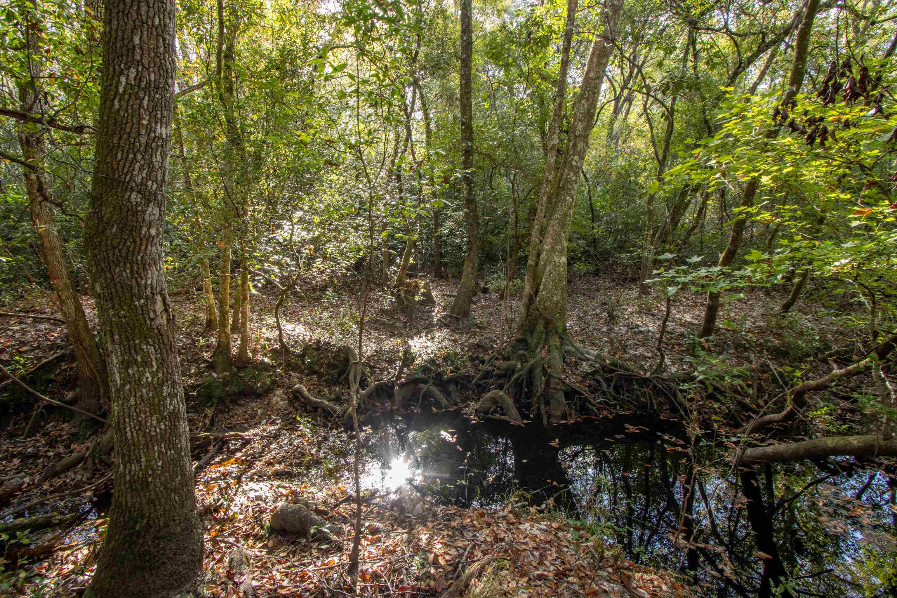 TBD Highway 20, Hosford, Florida image 3