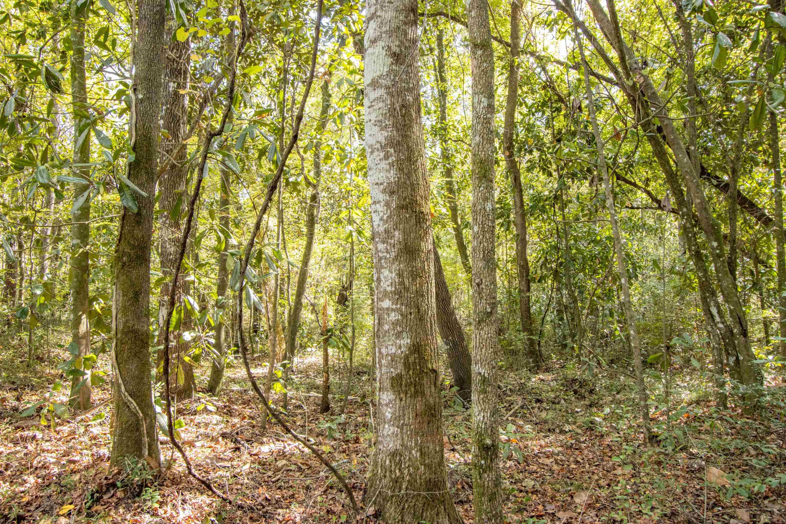 TBD Highway 20, Hosford, Florida image 8