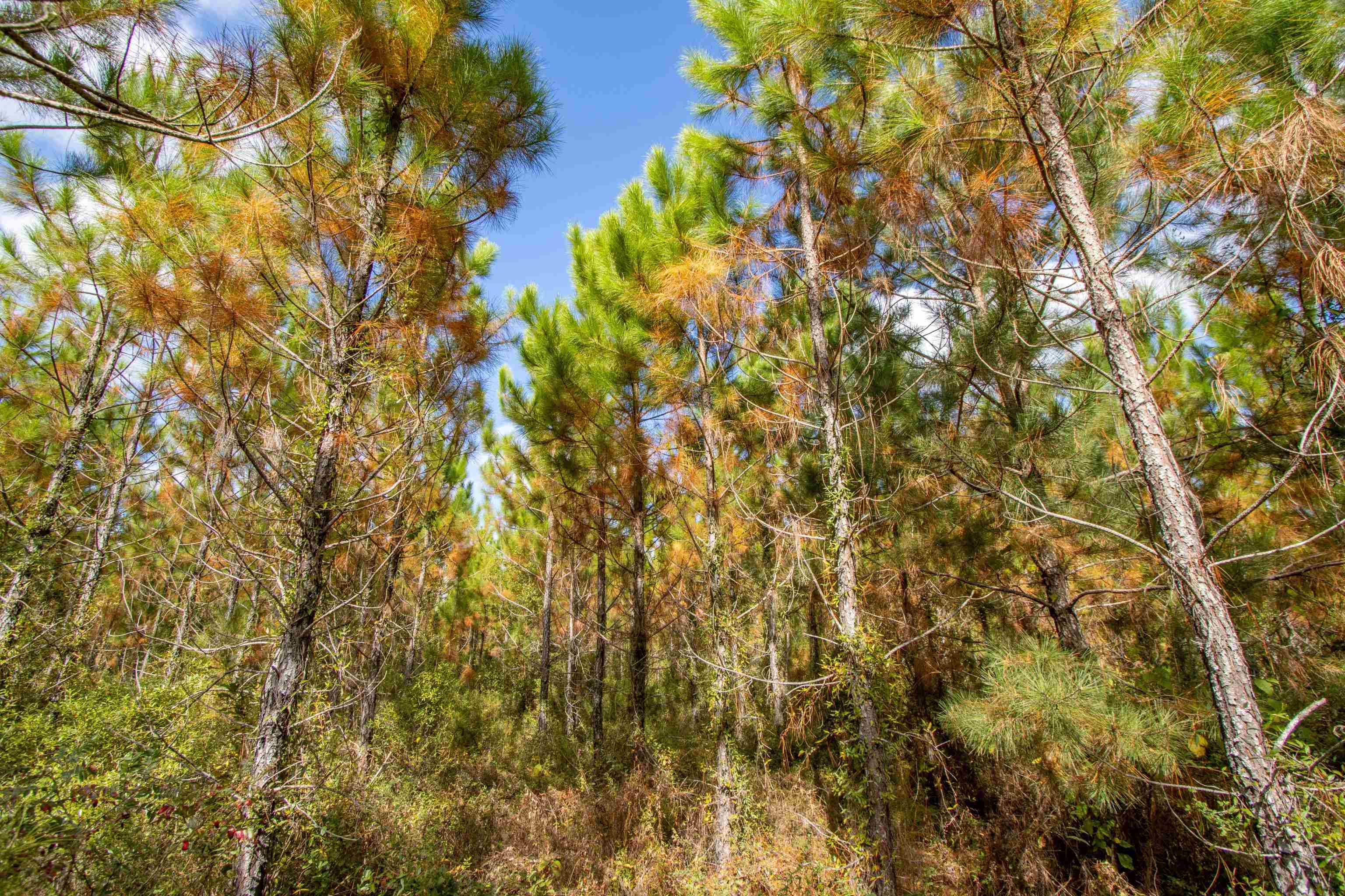 TBD Highway 20, Hosford, Florida image 9