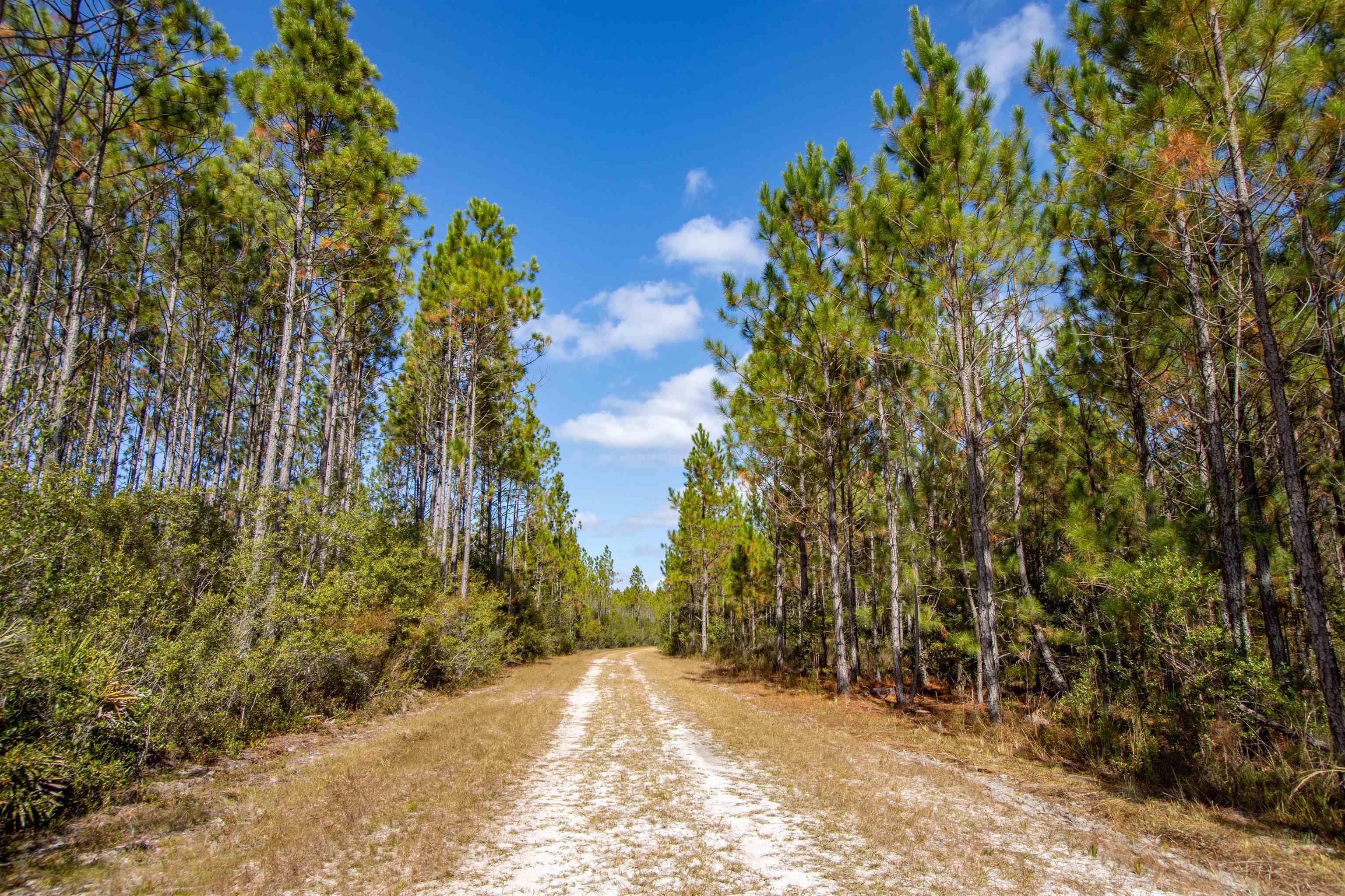 001 Firebreak 21 Road, Hosford, Florida image 10