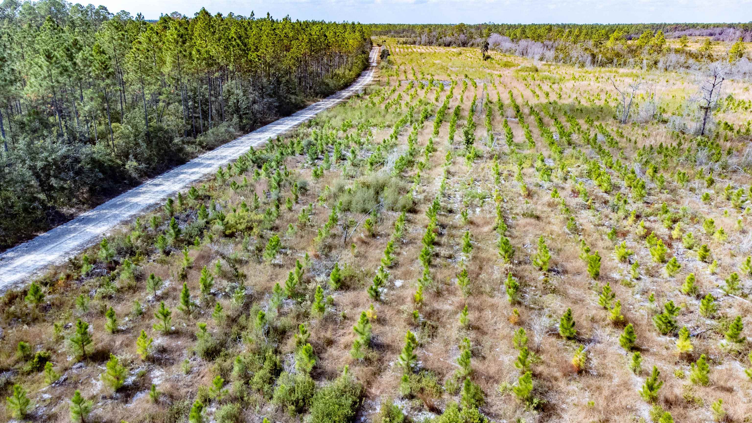 001 Firebreak 21 Road, Hosford, Florida image 2