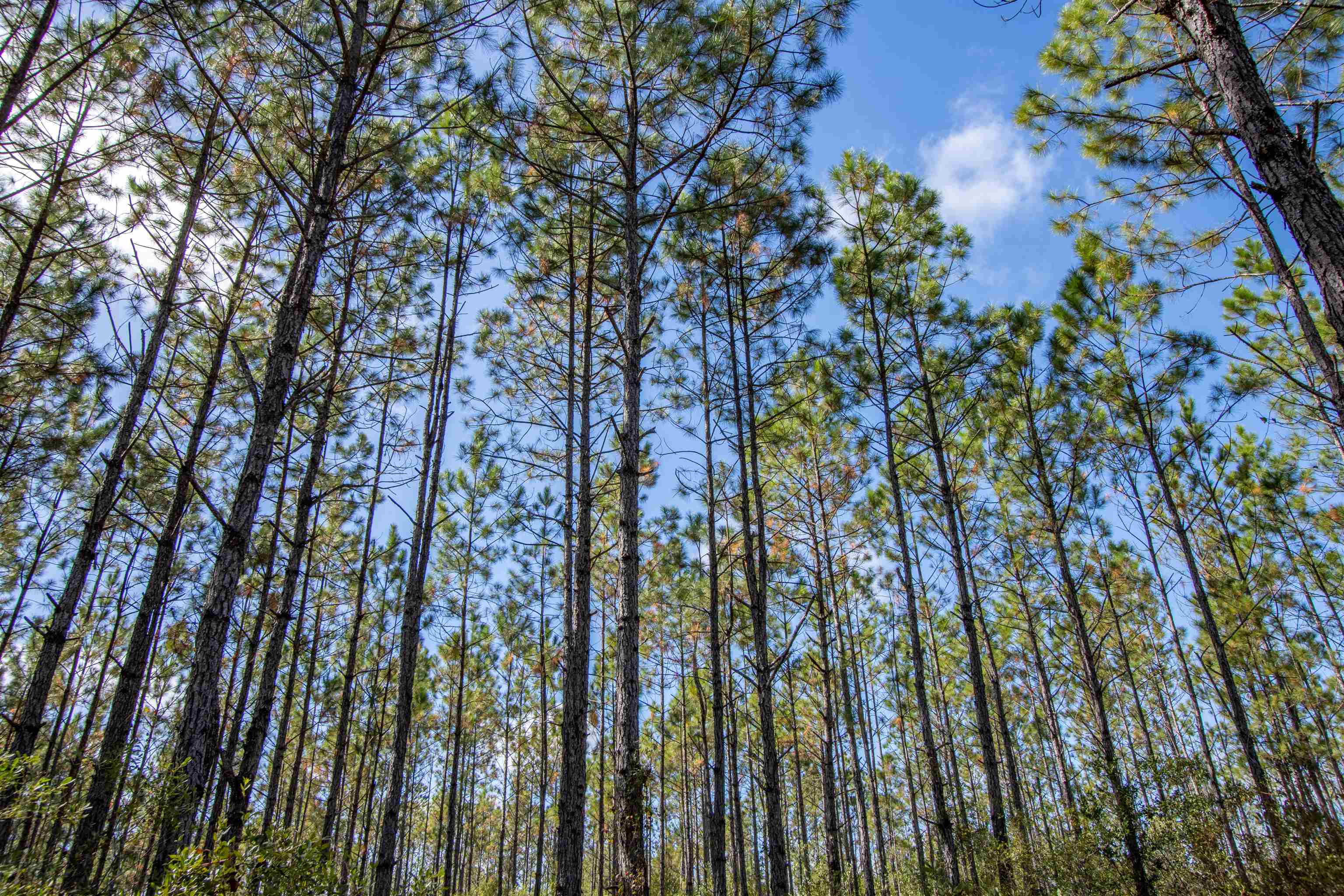 001 Firebreak 21 Road, Hosford, Florida image 3