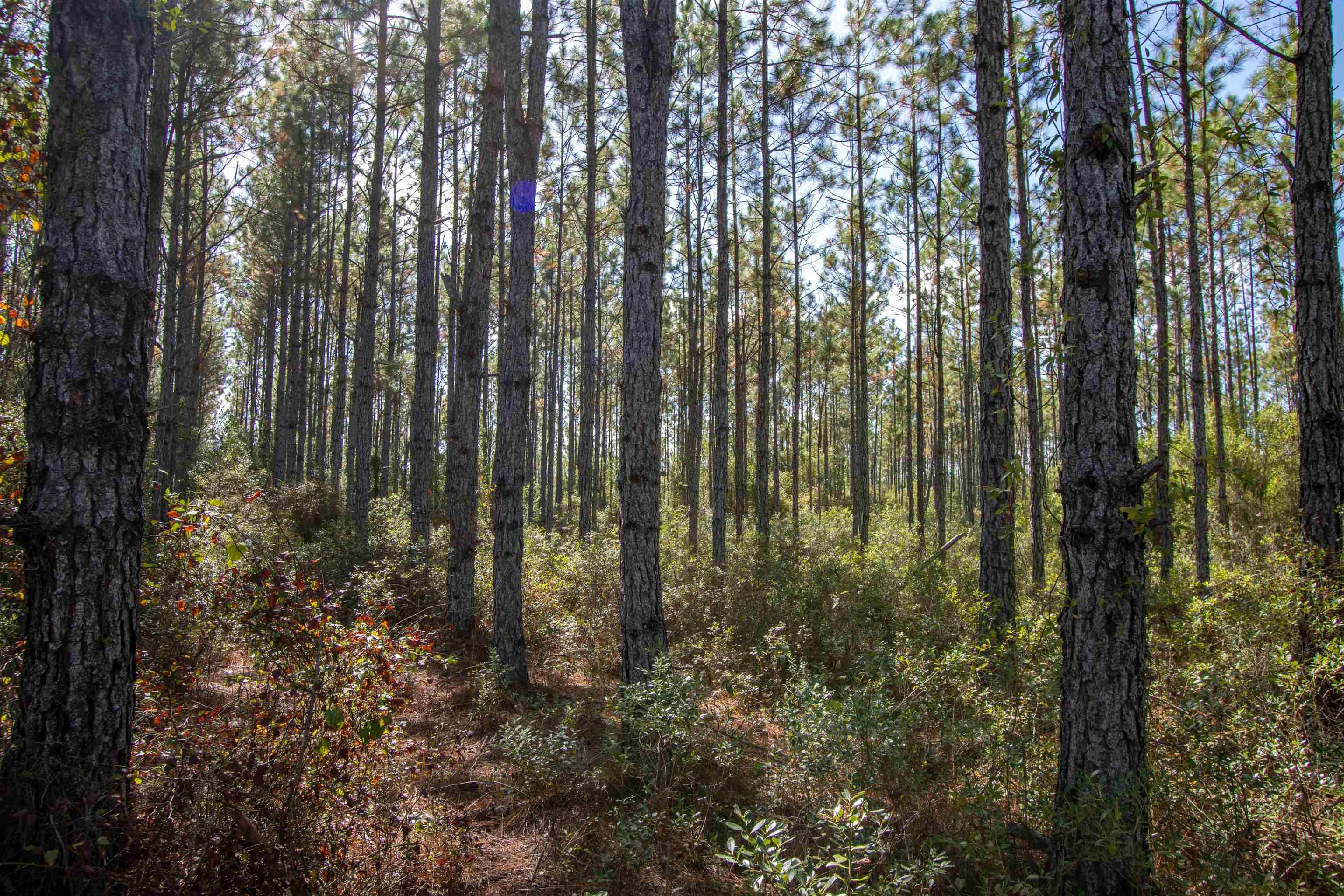 001 Firebreak 21 Road, Hosford, Florida image 4