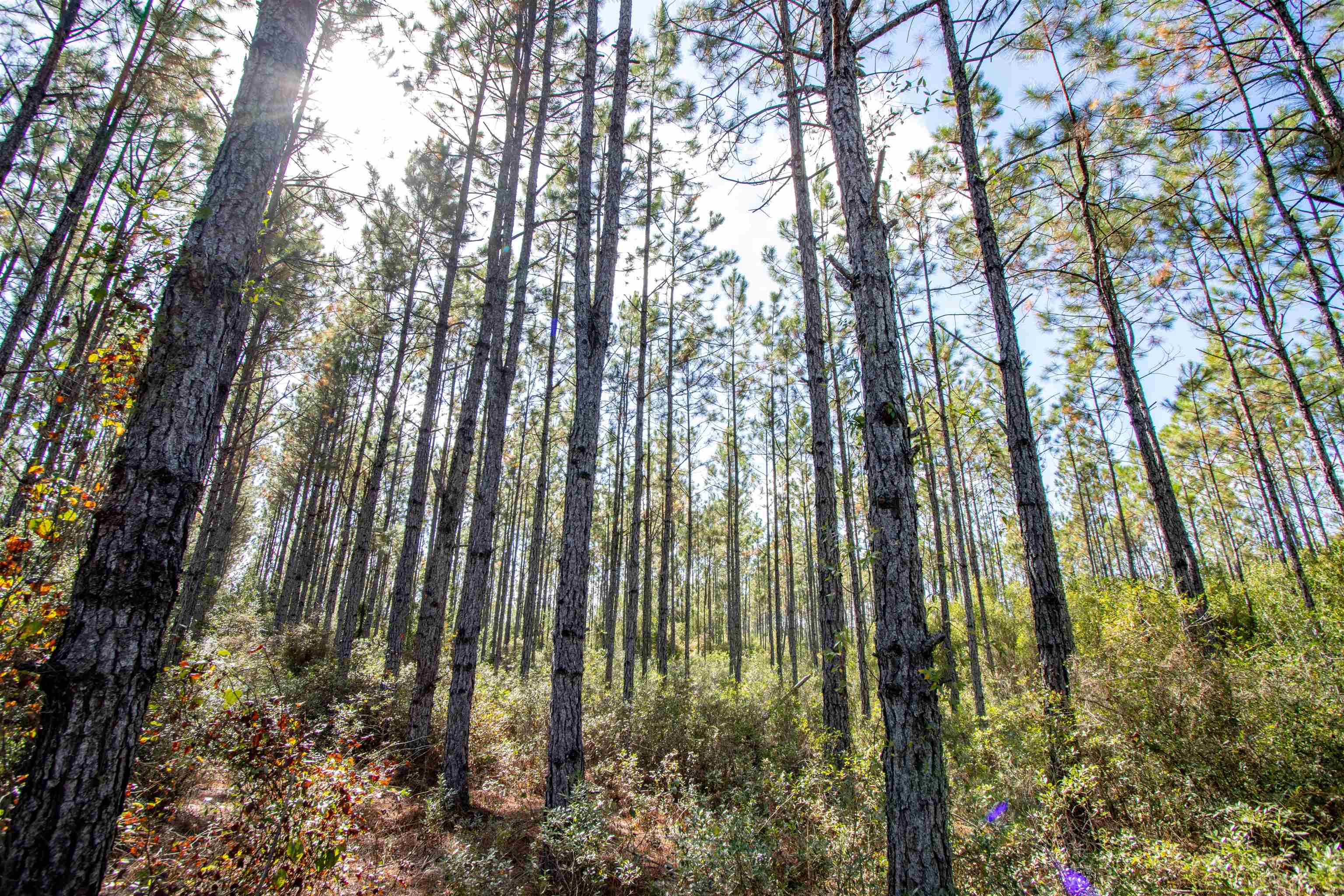 001 Firebreak 21 Road, Hosford, Florida image 5