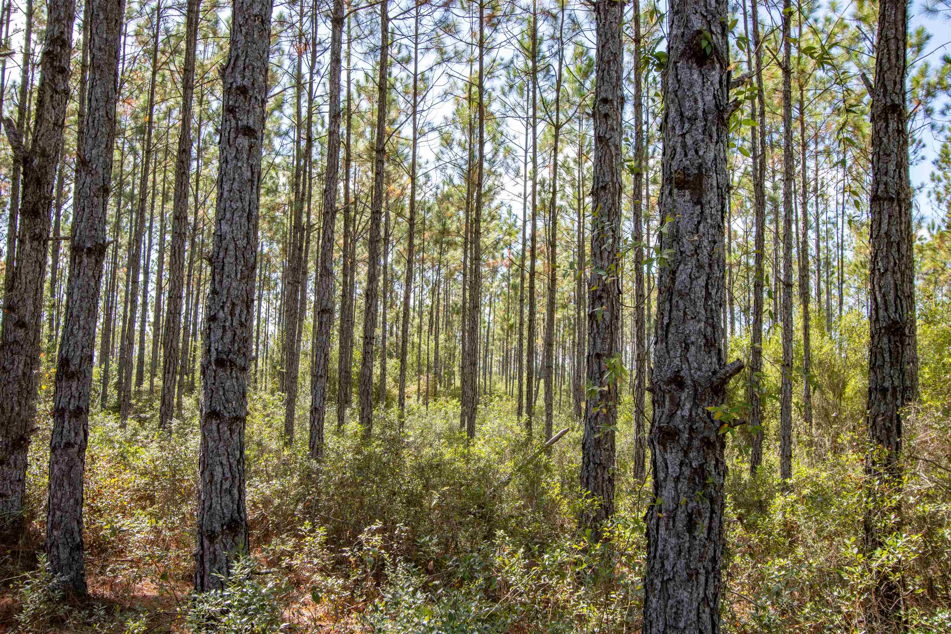 001 Firebreak 21 Road, Hosford, Florida image 6