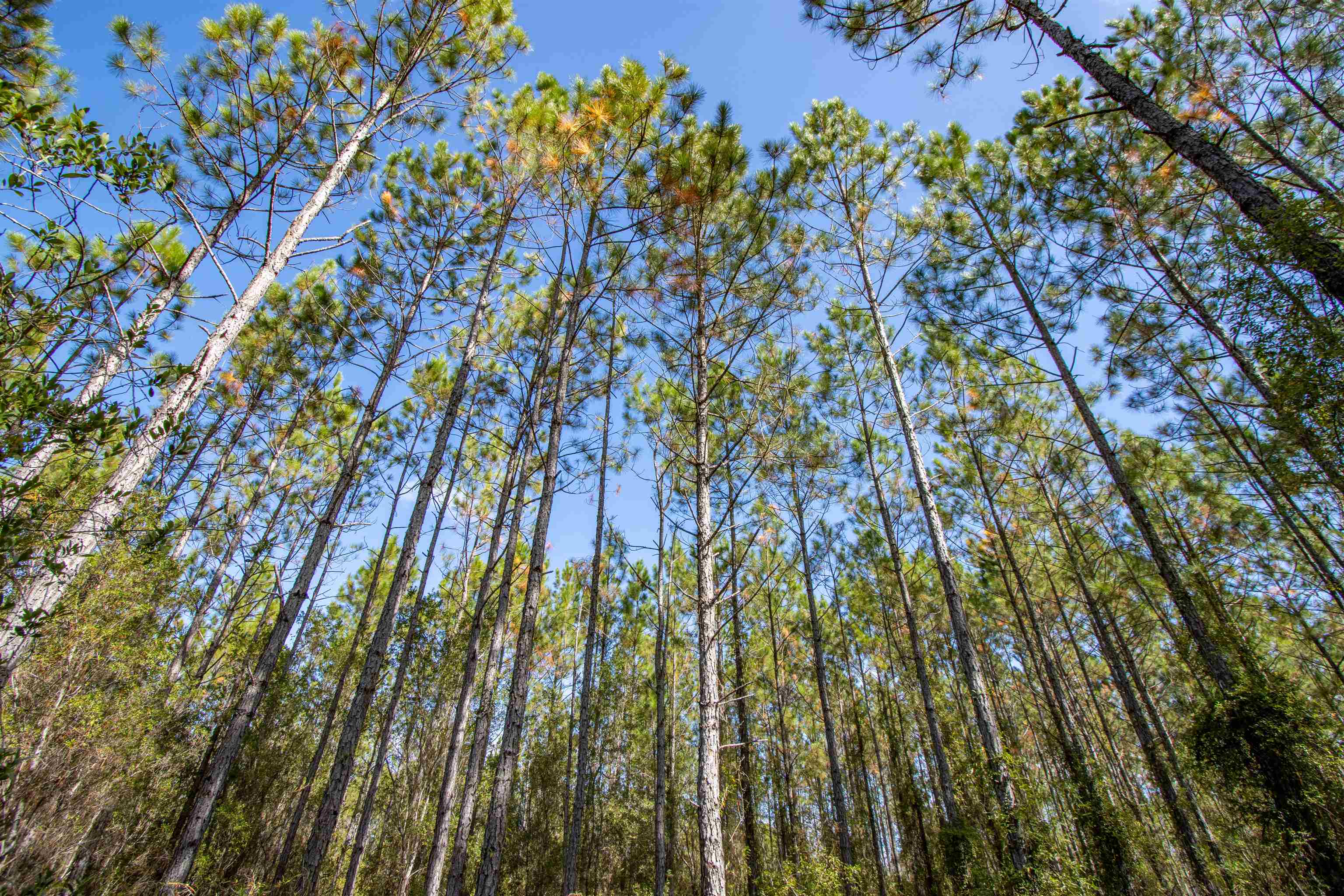 001 Firebreak 21 Road, Hosford, Florida image 7