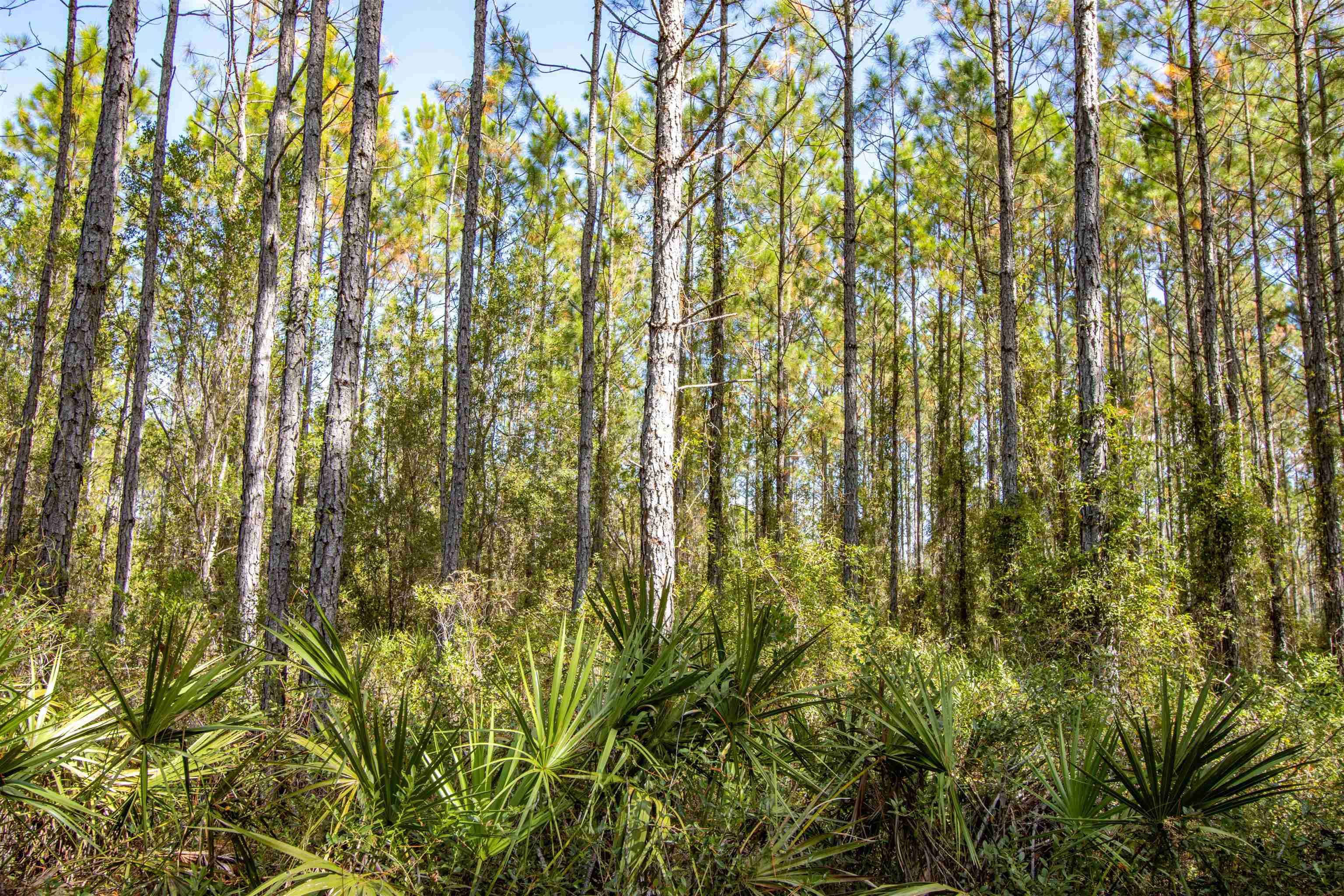 001 Firebreak 21 Road, Hosford, Florida image 8