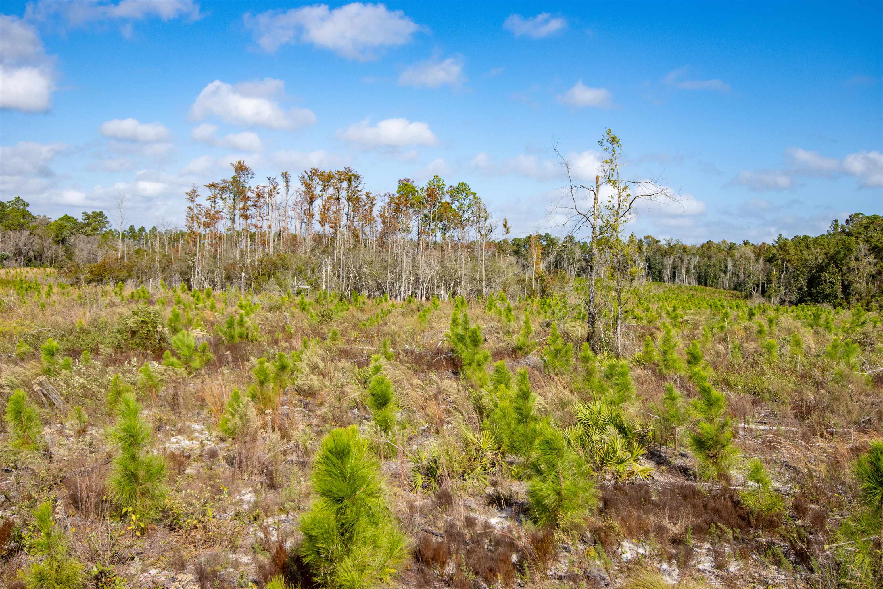 002 Hwy 20 Highway, Hosford, Florida image 10