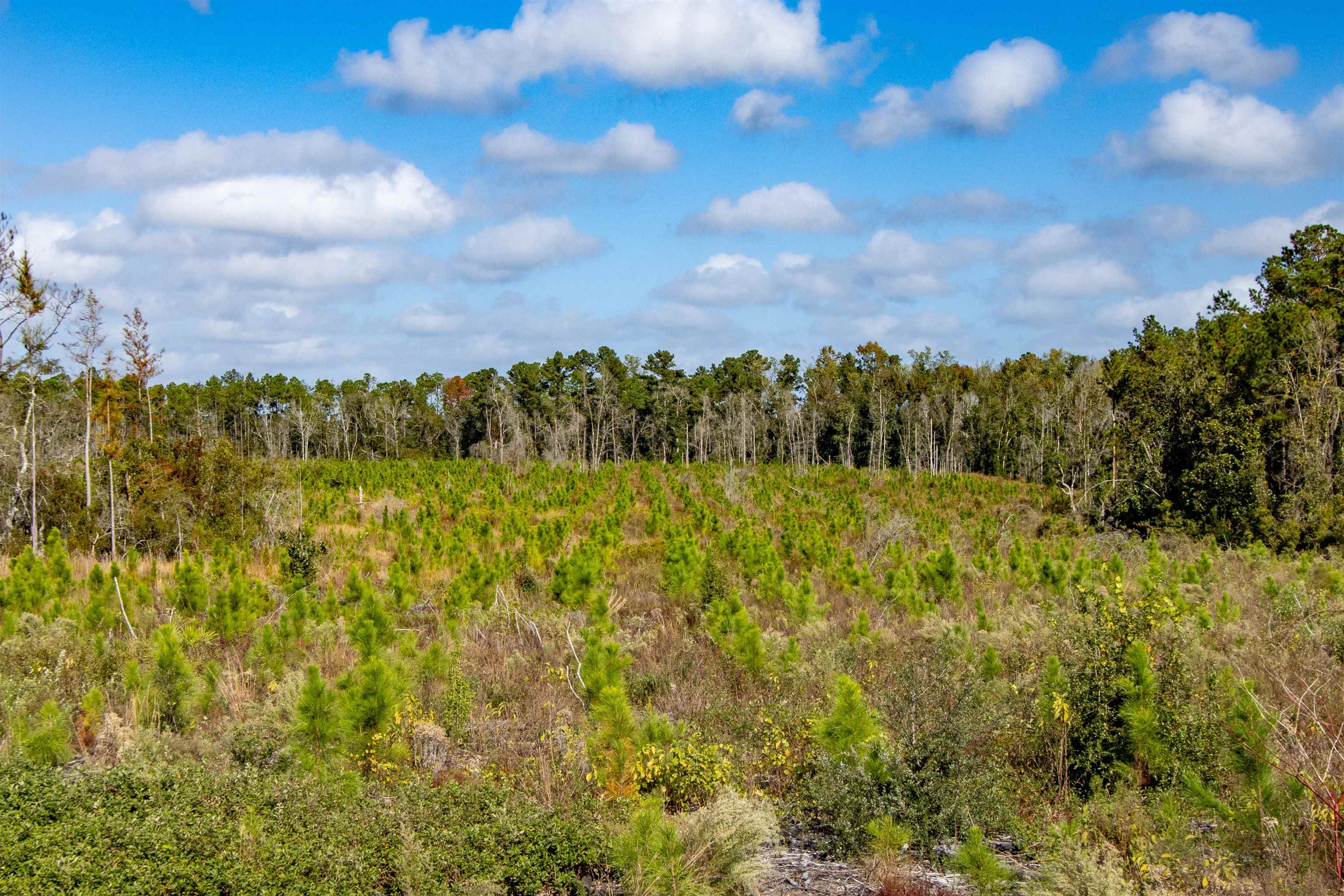 002 Hwy 20 Highway, Hosford, Florida image 12