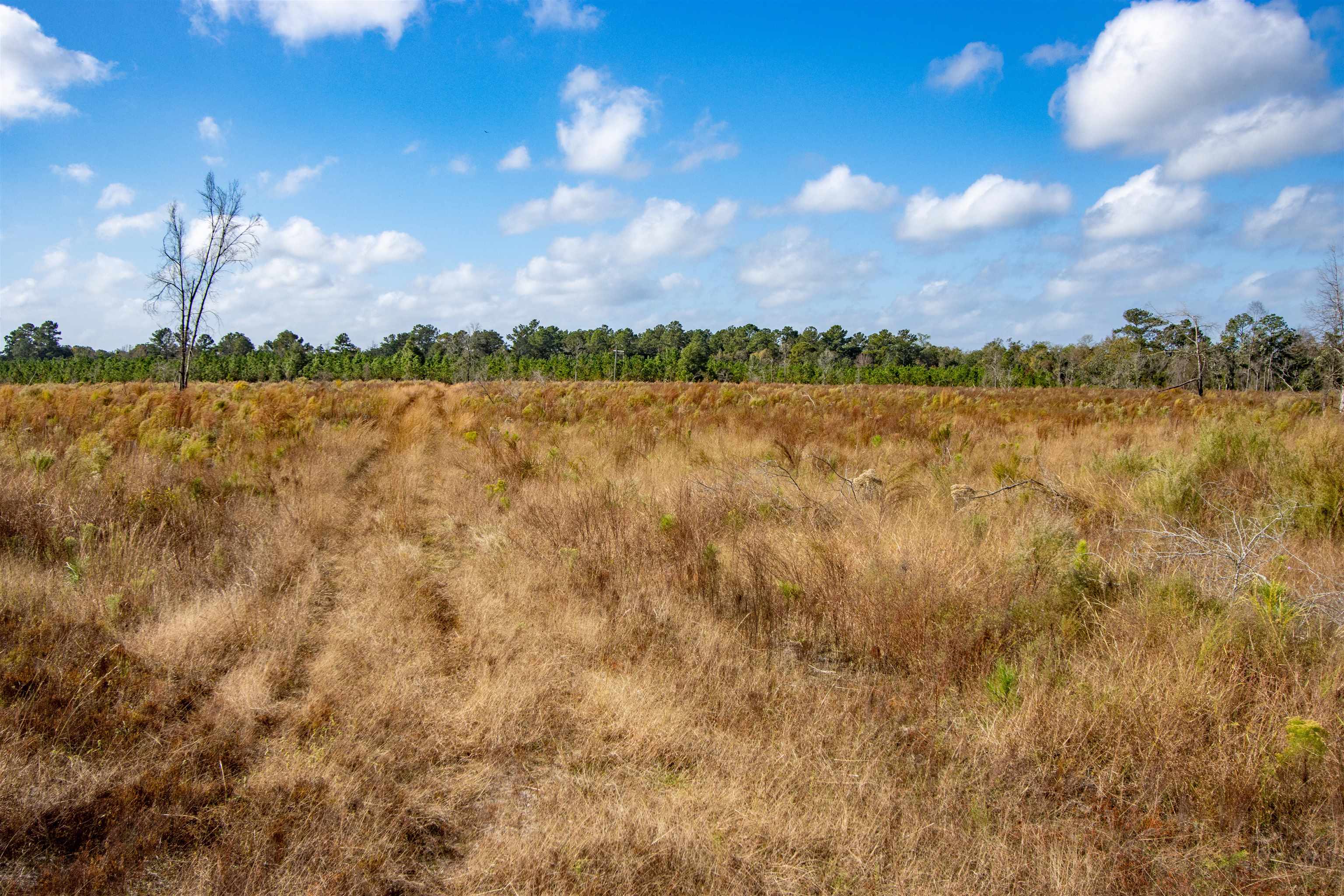 002 Hwy 20 Highway, Hosford, Florida image 8