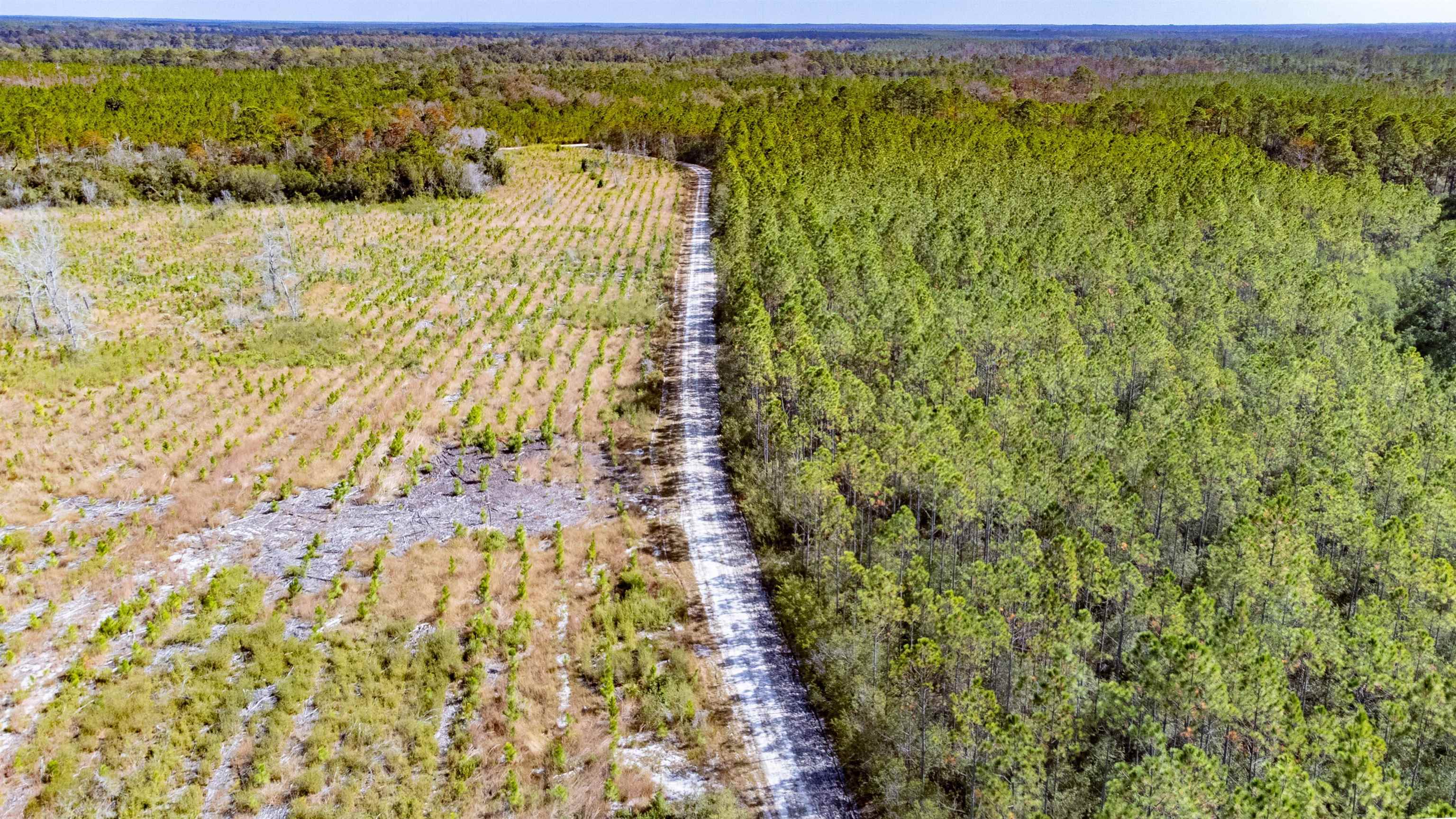 003 Hwy 20 Highway, Hosford, Florida image 4