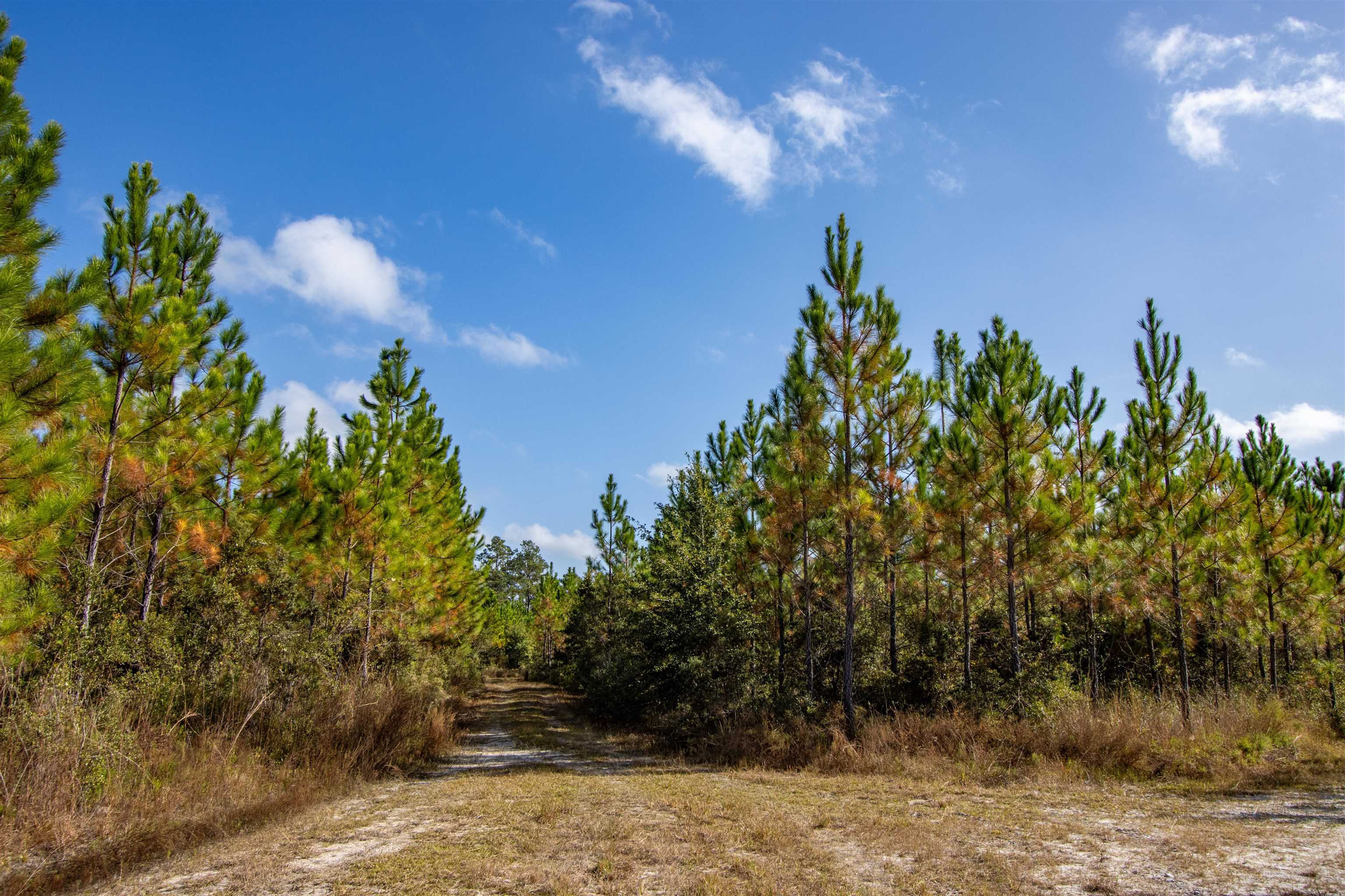 003 Hwy 20 Highway, Hosford, Florida image 8