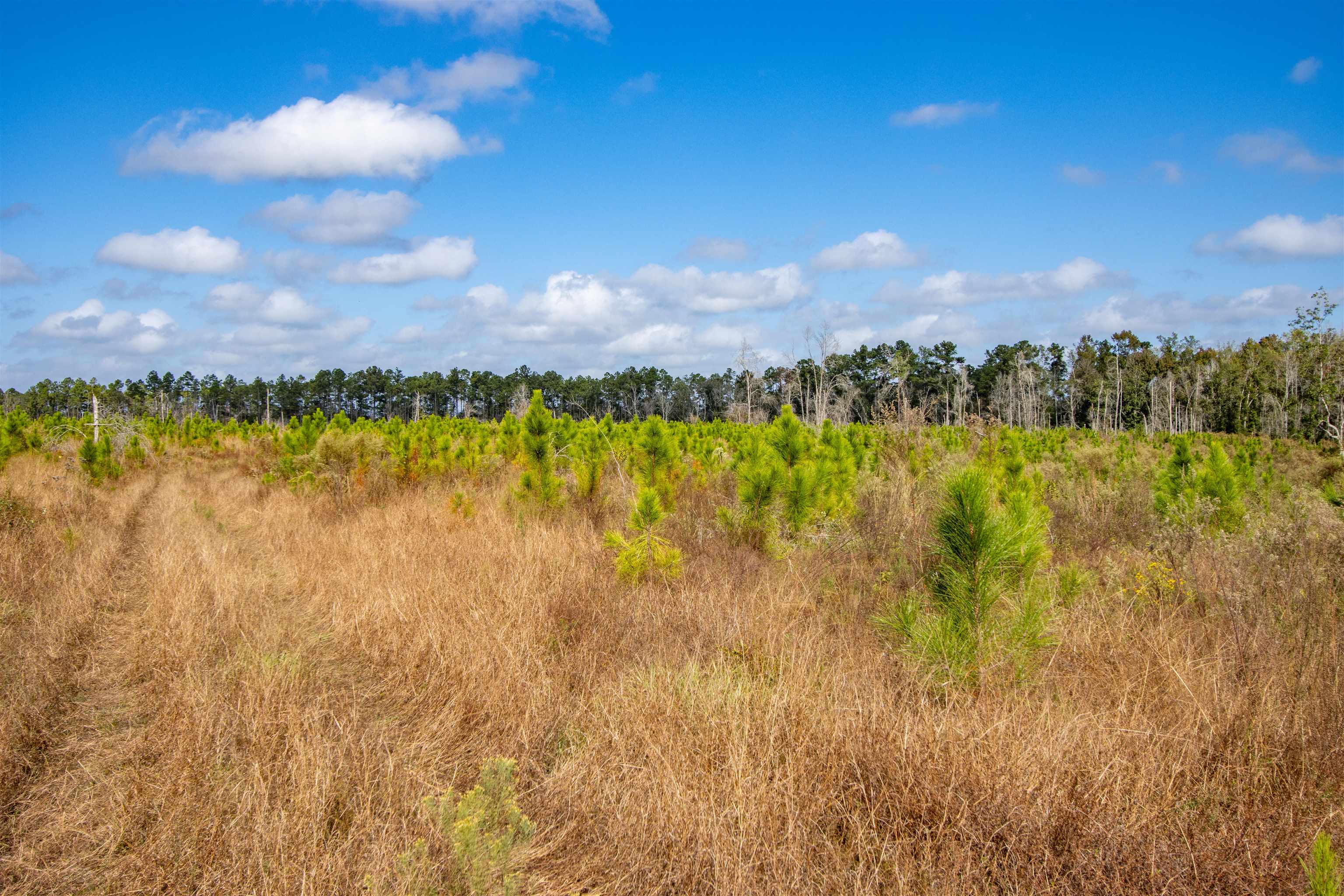 003 Hwy 20 Highway, Hosford, Florida image 9