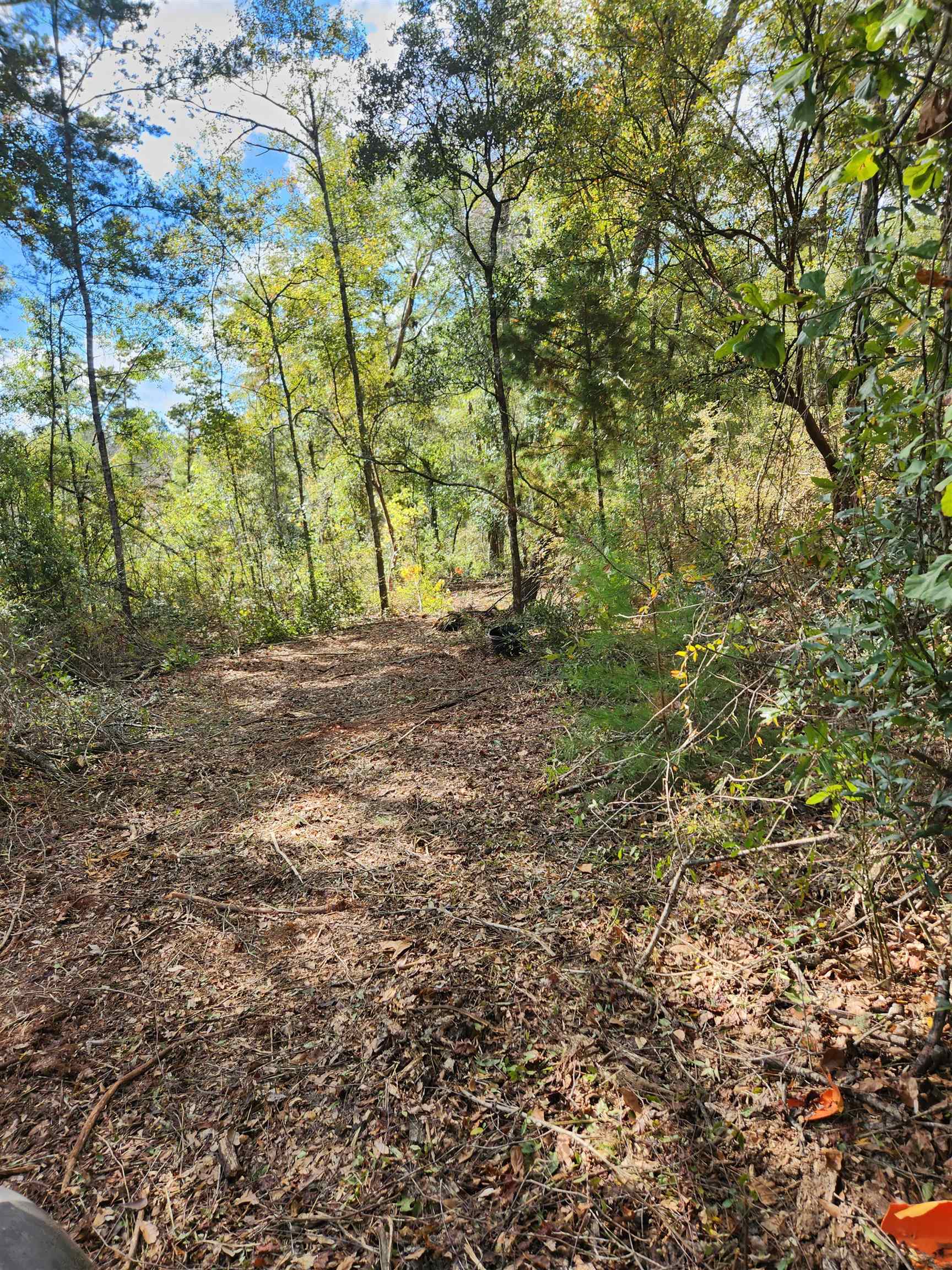 Ochlocknee River Road, Havana, Florida image 10