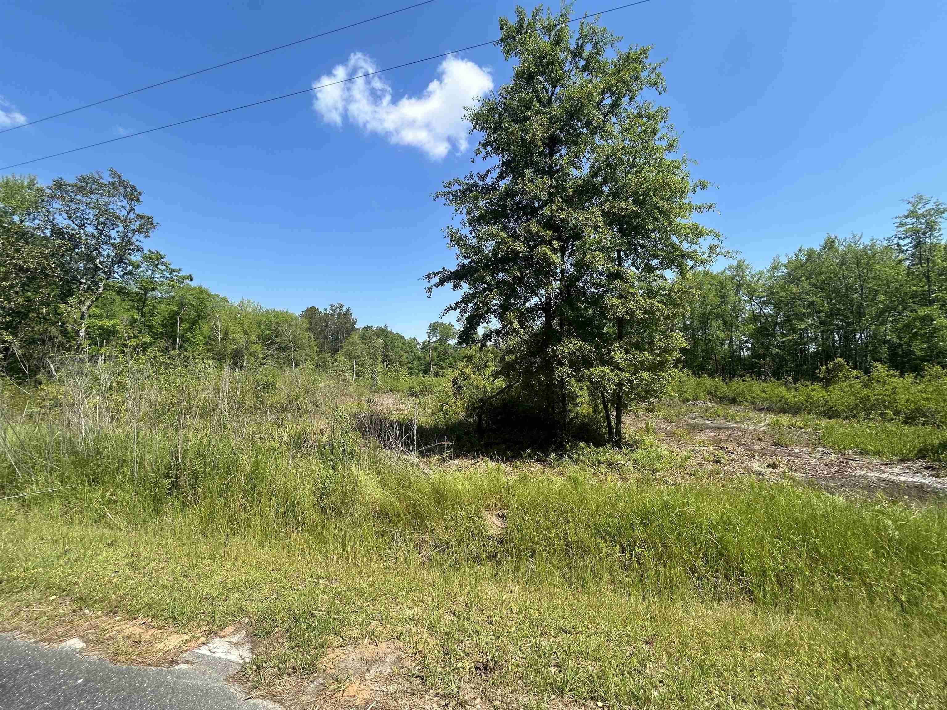 Ochlocknee River Road, Havana, Florida image 4