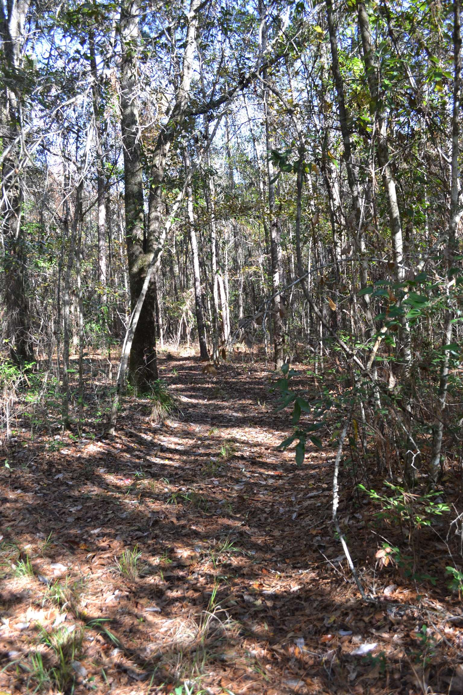 4130 Greensboro Highway, Quincy, Florida image 8