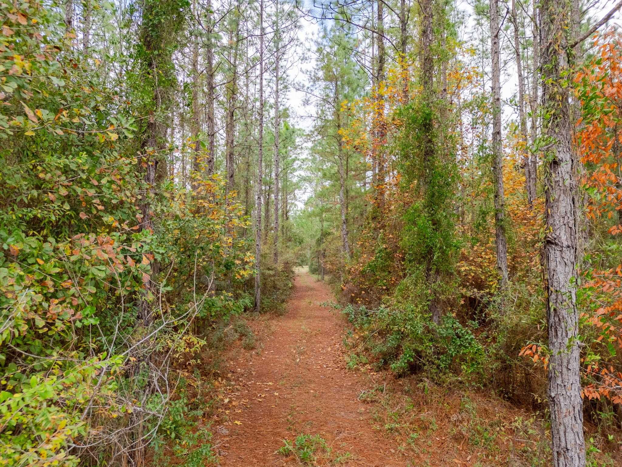 Pine Bluff Trail, Tallahassee, Florida image 1